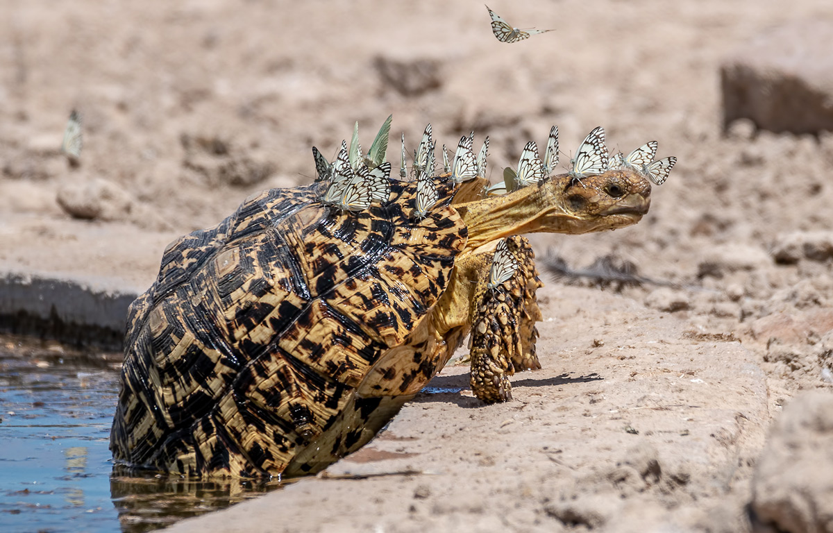Hubert-Janiszewski-Leopard-tortoise-with-a-swarm-of-brown-veined-butterflies-Botswana-3.jpg