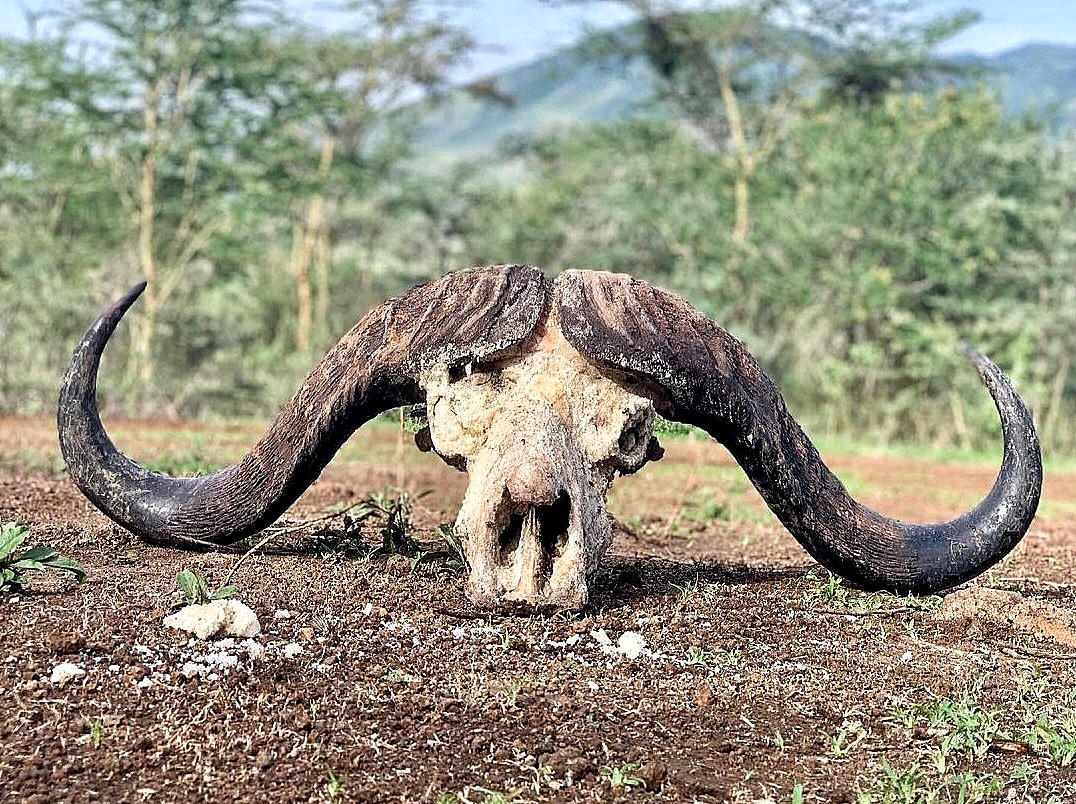 Huge buffalo-Burko Mountain, Tanzania (6).jpeg