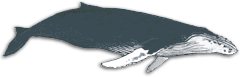 Humpback1.png