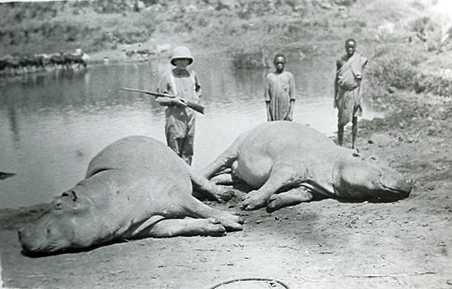 Hunter with two hippos in French West Africa.jpg