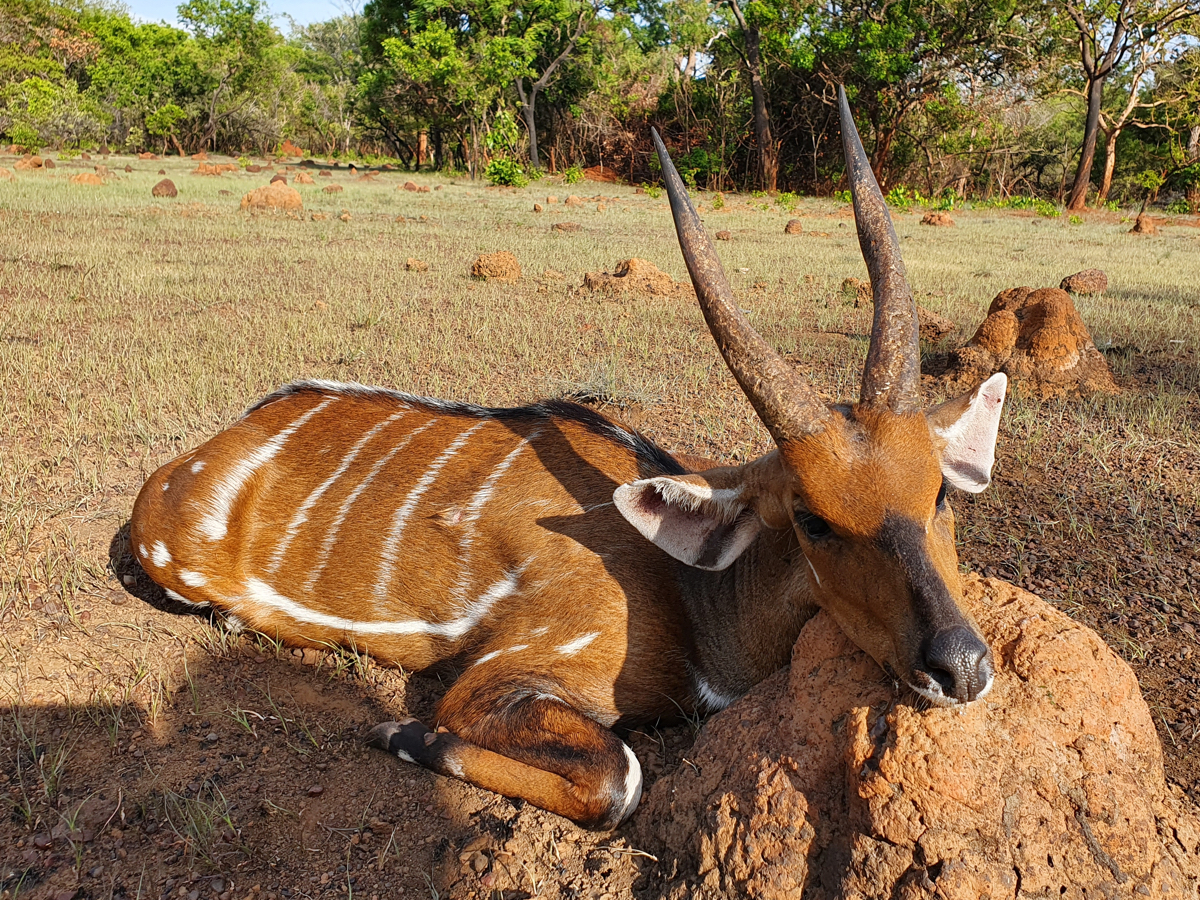 hunting-central-africa-26.jpg