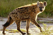 Hyena_Spotted.jpg