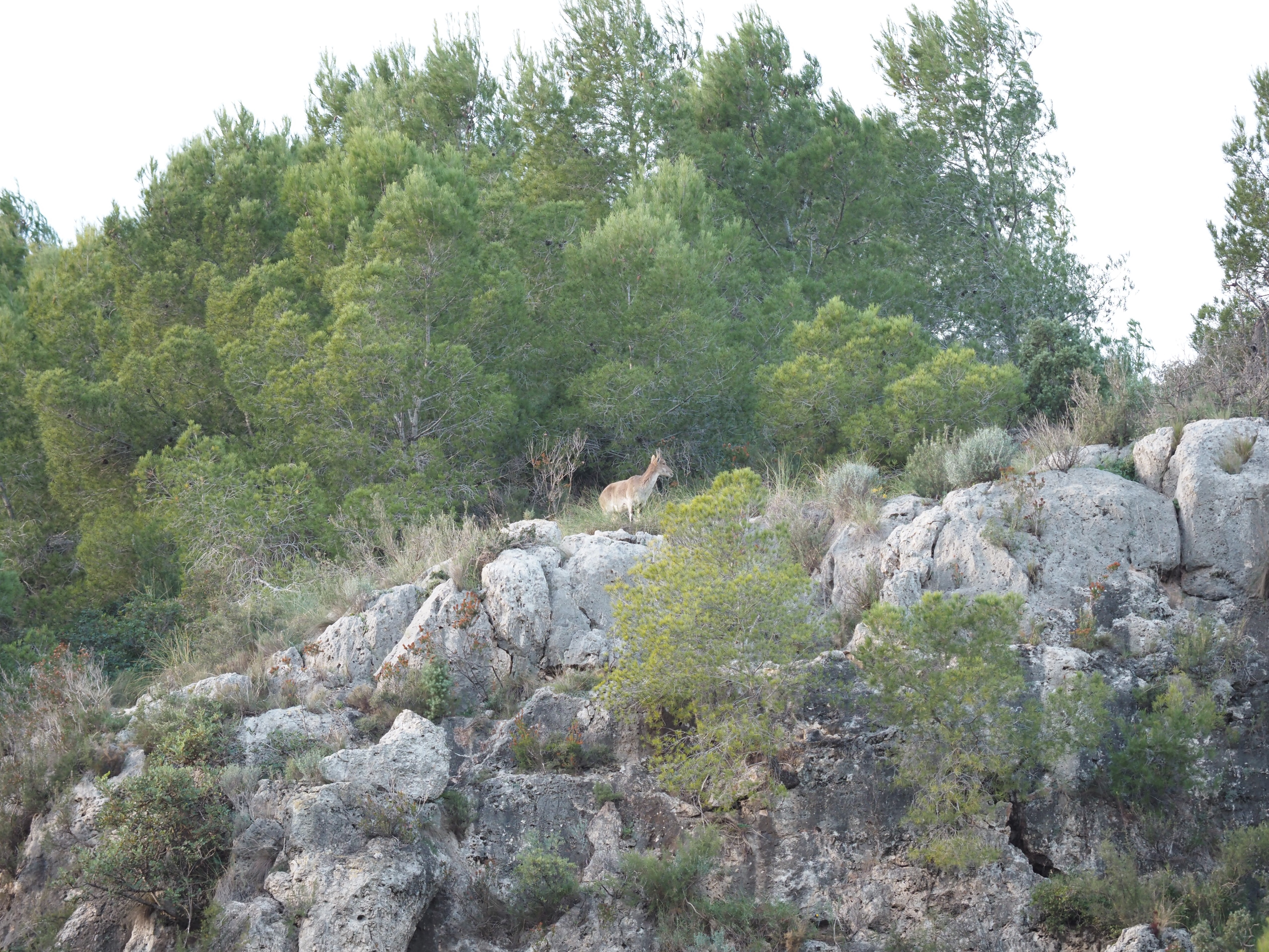 Ibex on the cliff IMG_1996 (2).JPG