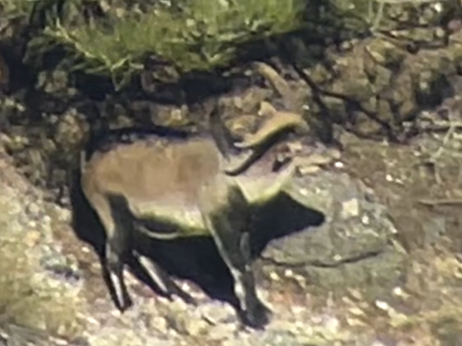 Ibex target 2 IMG_0914 (2).png