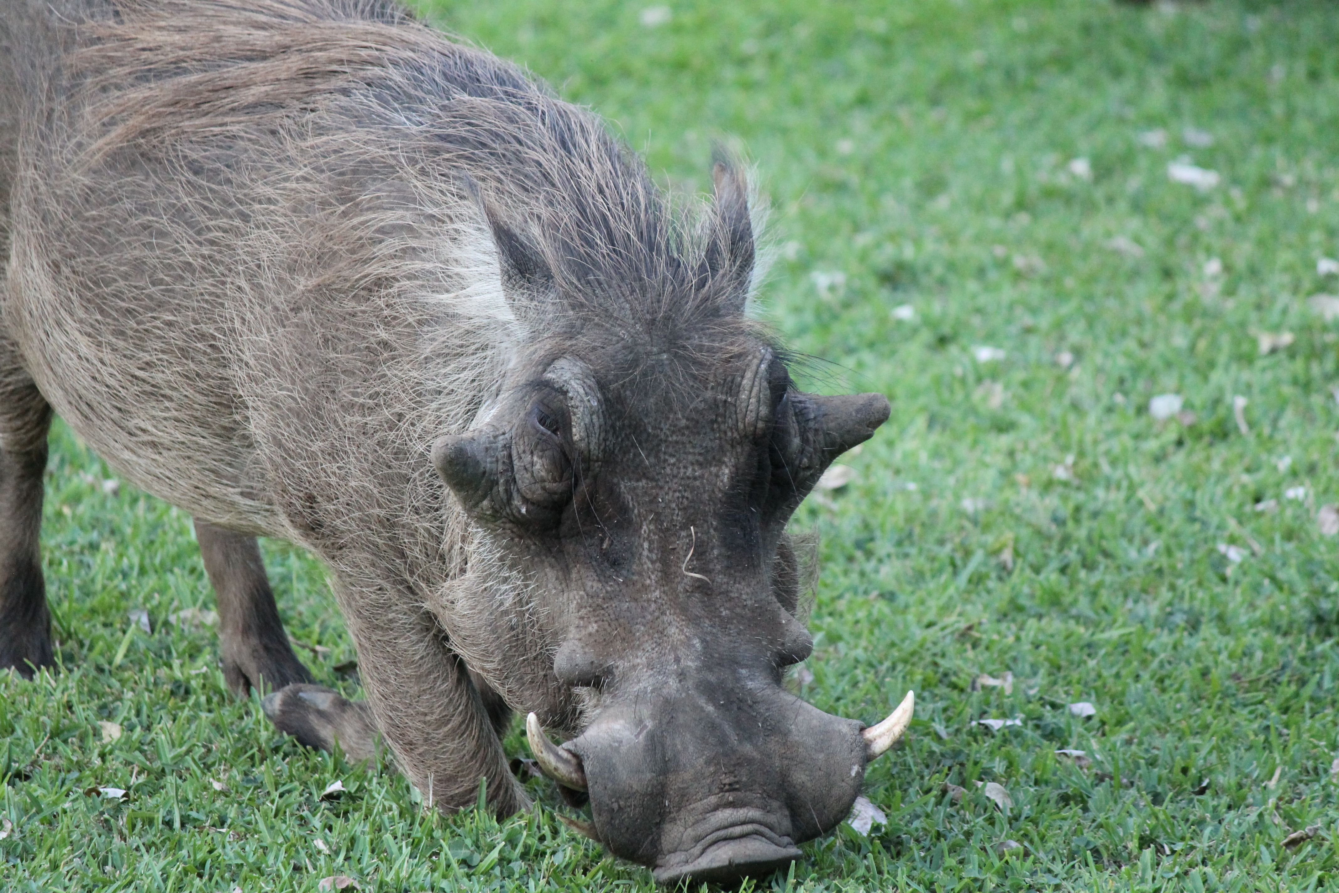 ilala wart hog.jpg