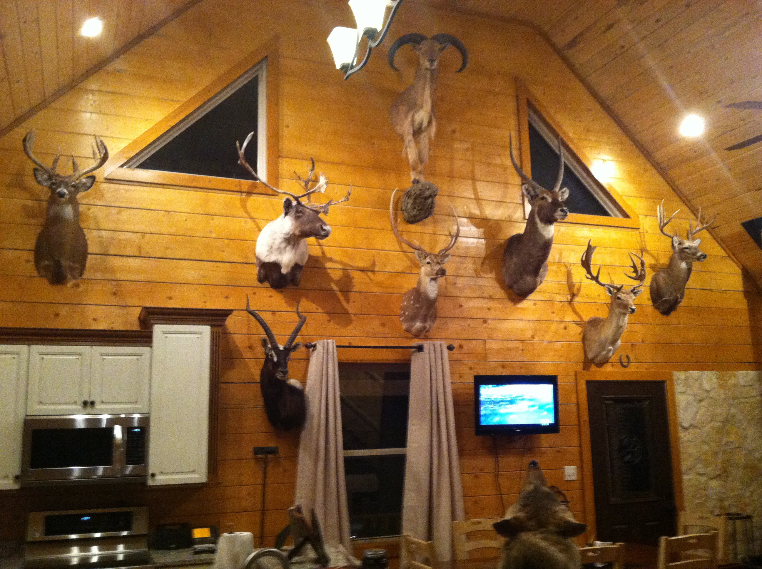 Taxidermy Wall Pedestal Mount Ideas