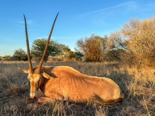 Golden Hunting Safari For Golden Wildebeest & Golden Gemsbok With HENRY ...