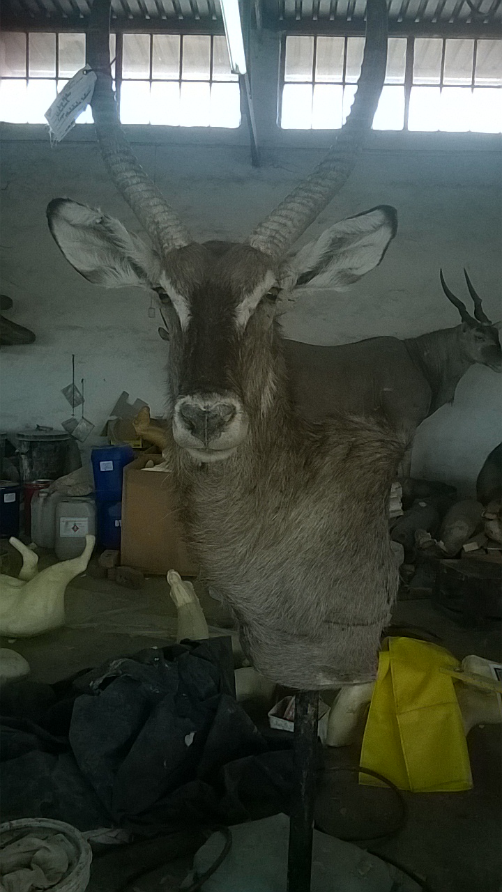 Waterbuck wall pedestal mount