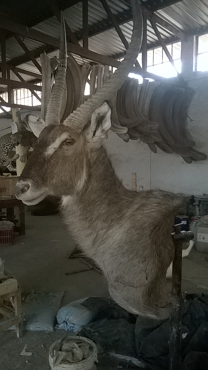 Waterbuck wall pedestal mount