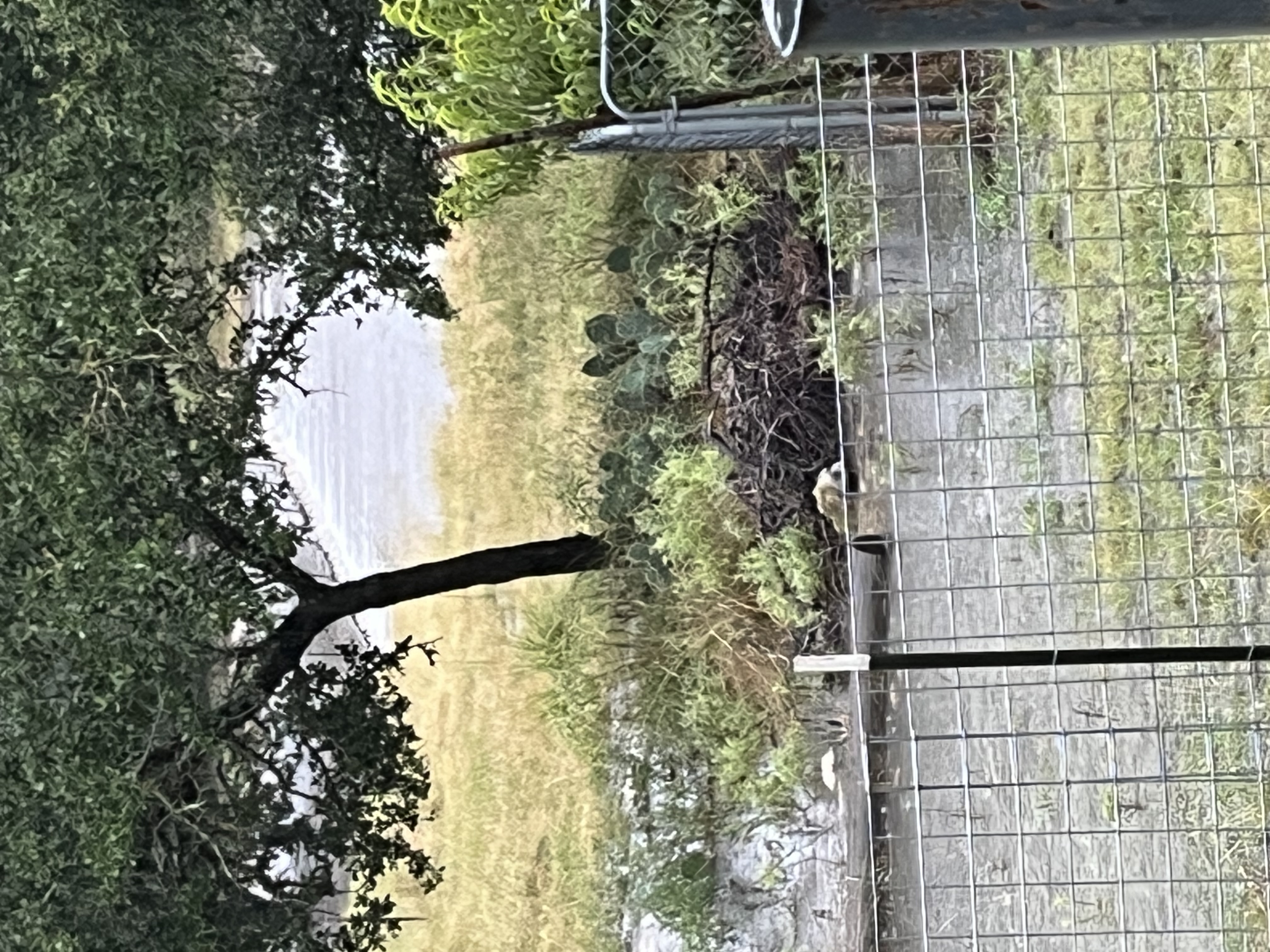 IMG_0267.jpeg