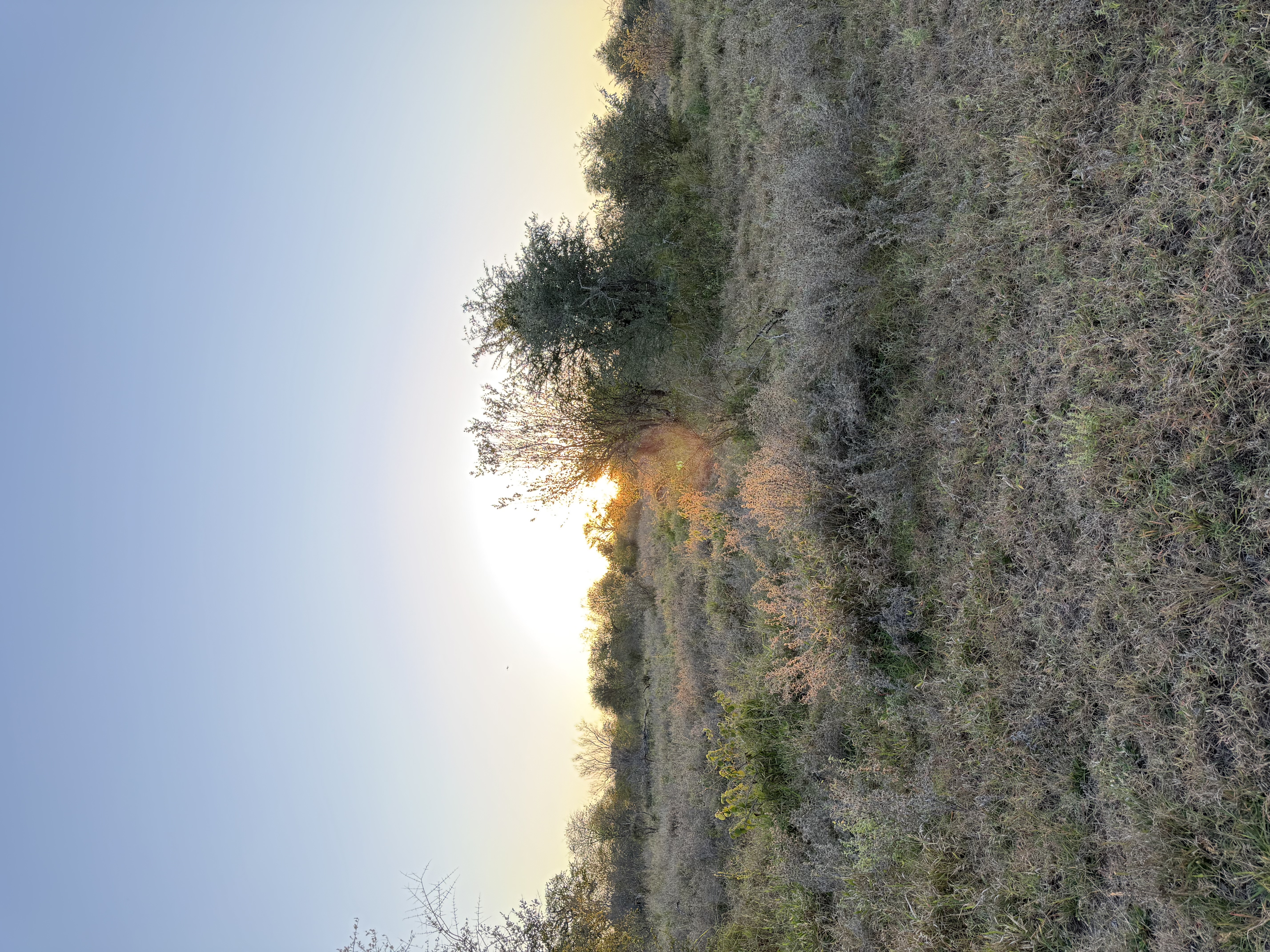 IMG_0519.jpeg