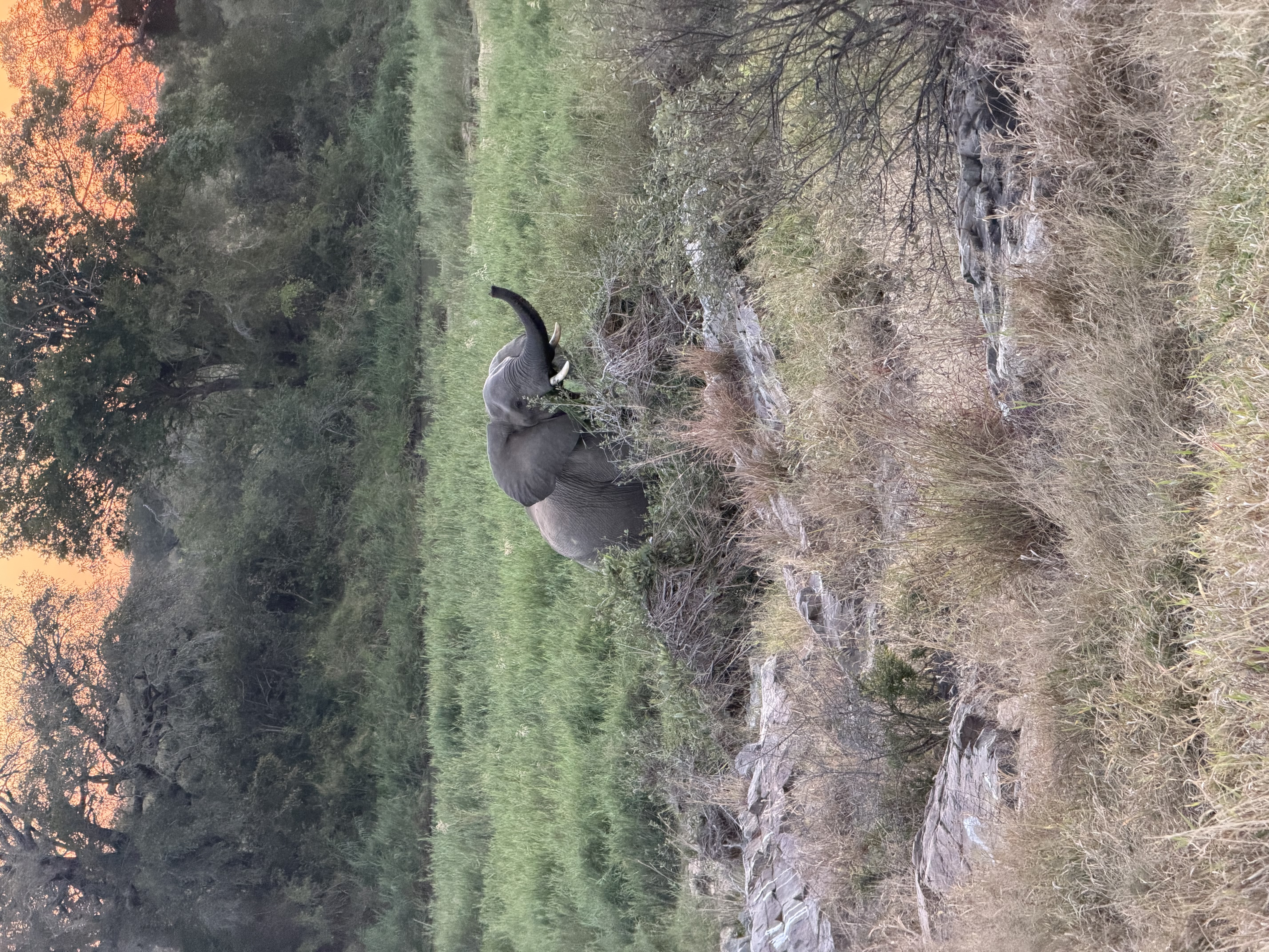 IMG_0528.jpeg