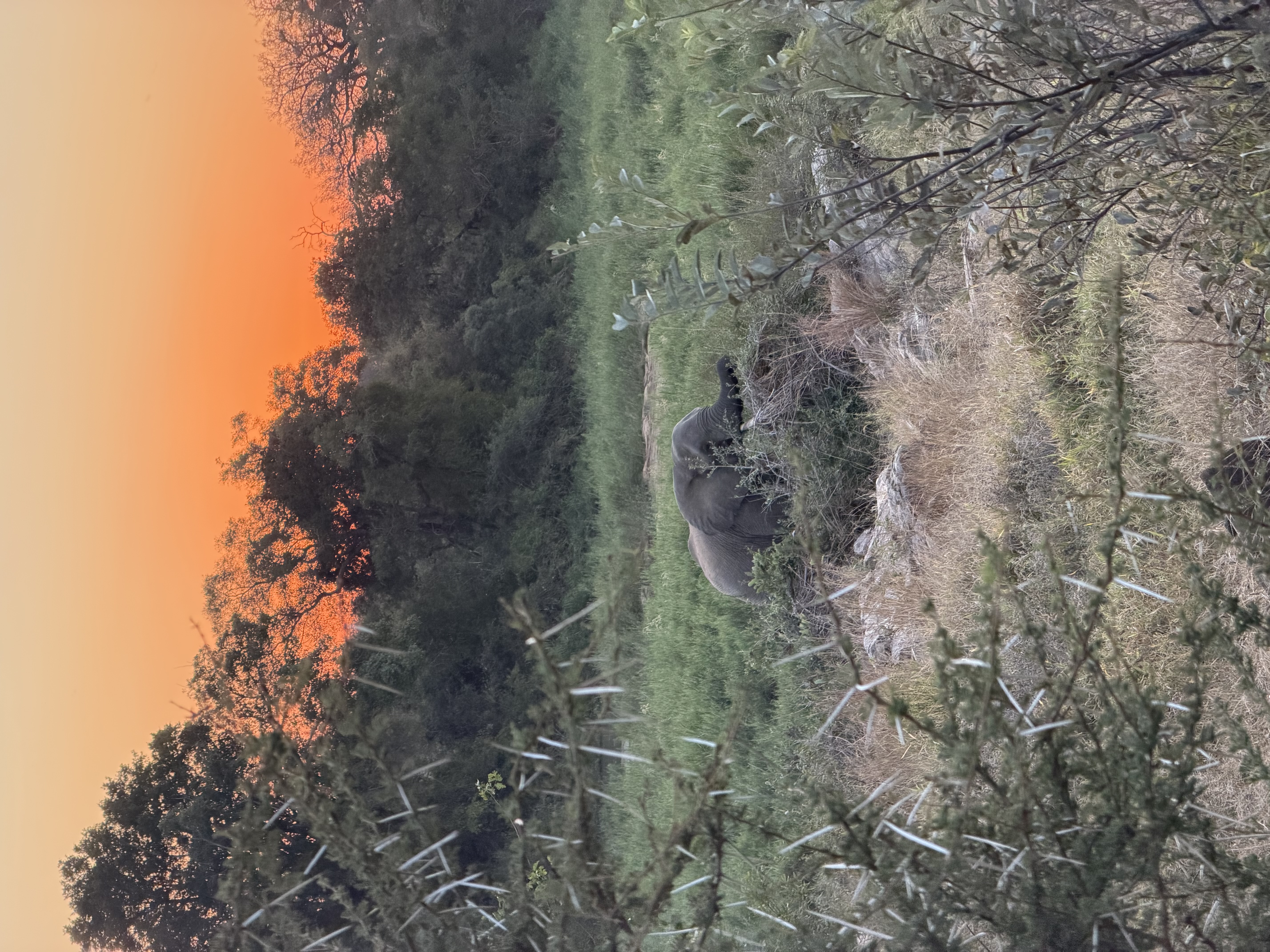 IMG_0530.jpeg