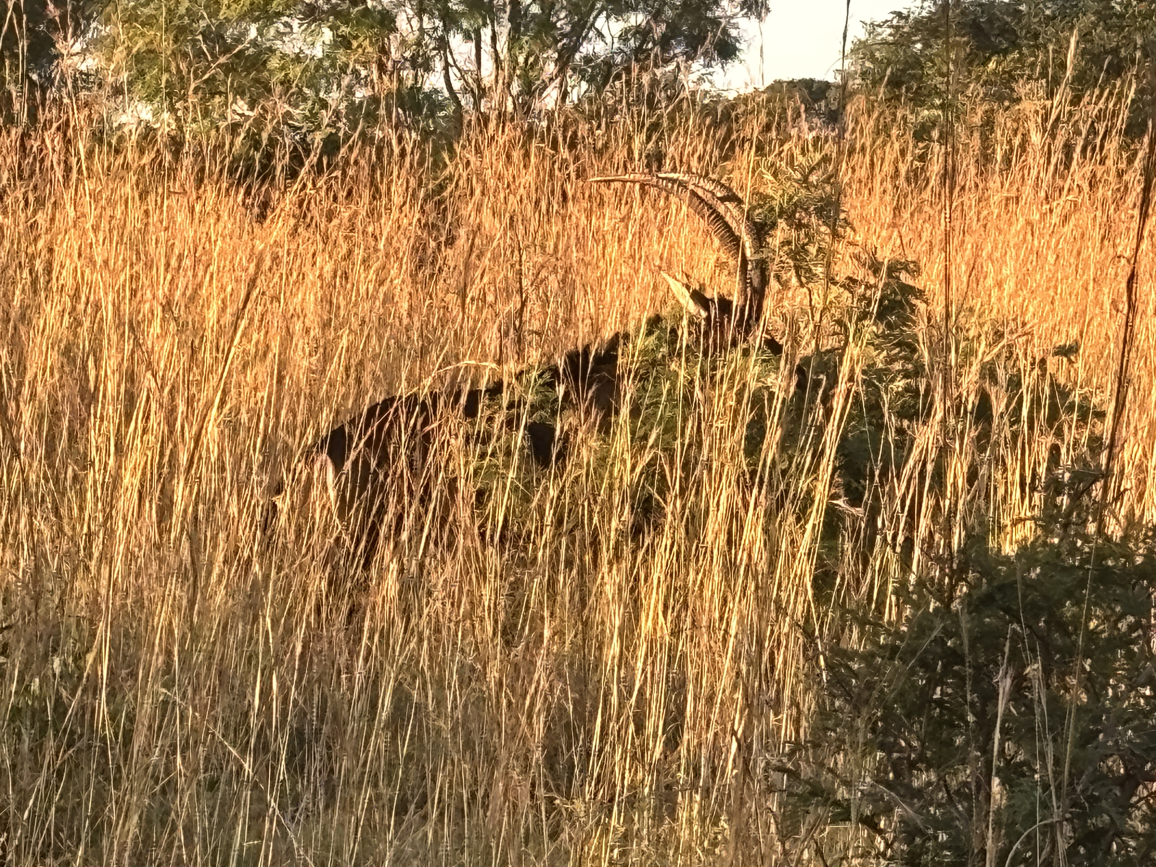 IMG_0612.jpeg