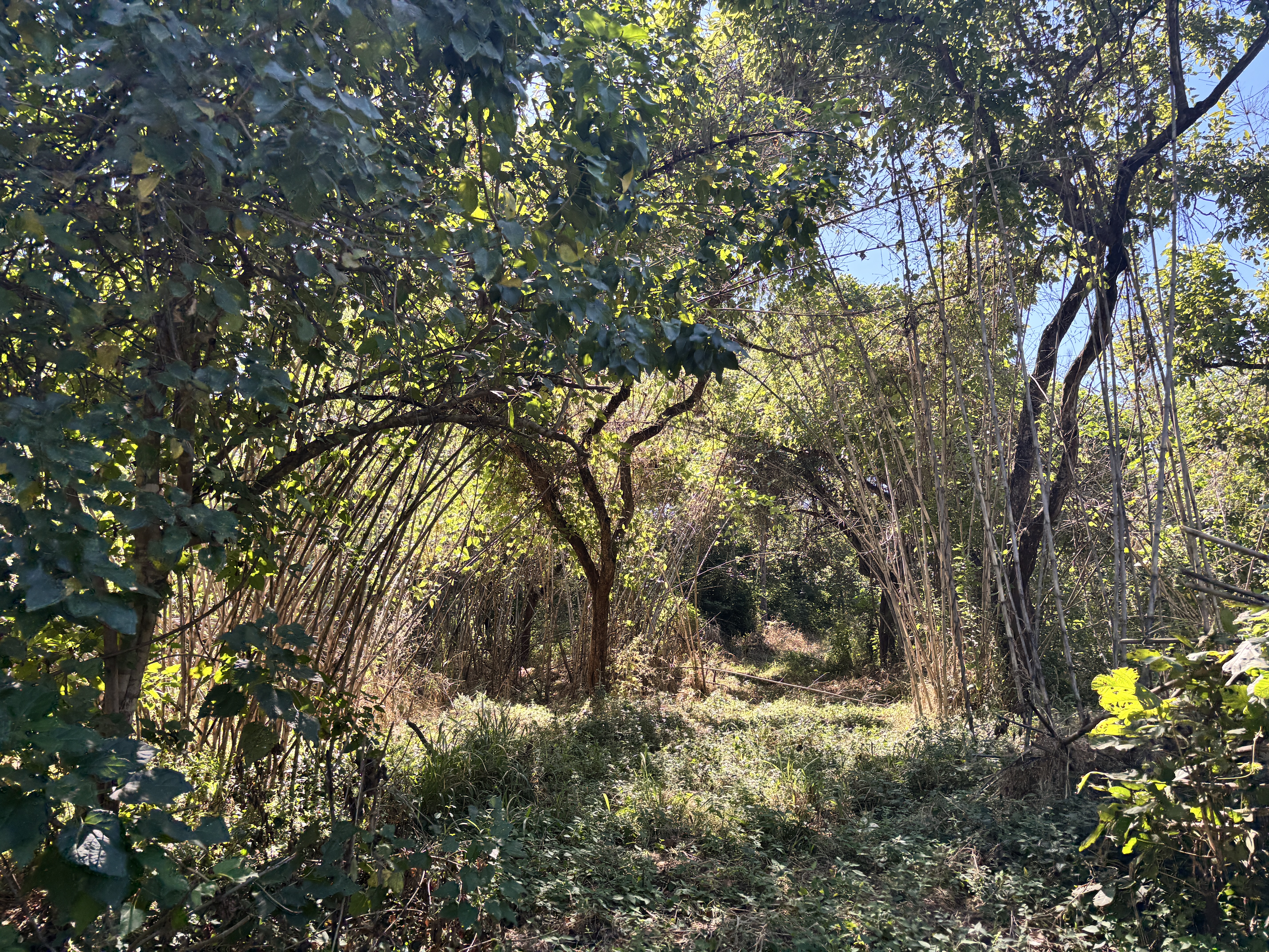 IMG_0673.jpeg