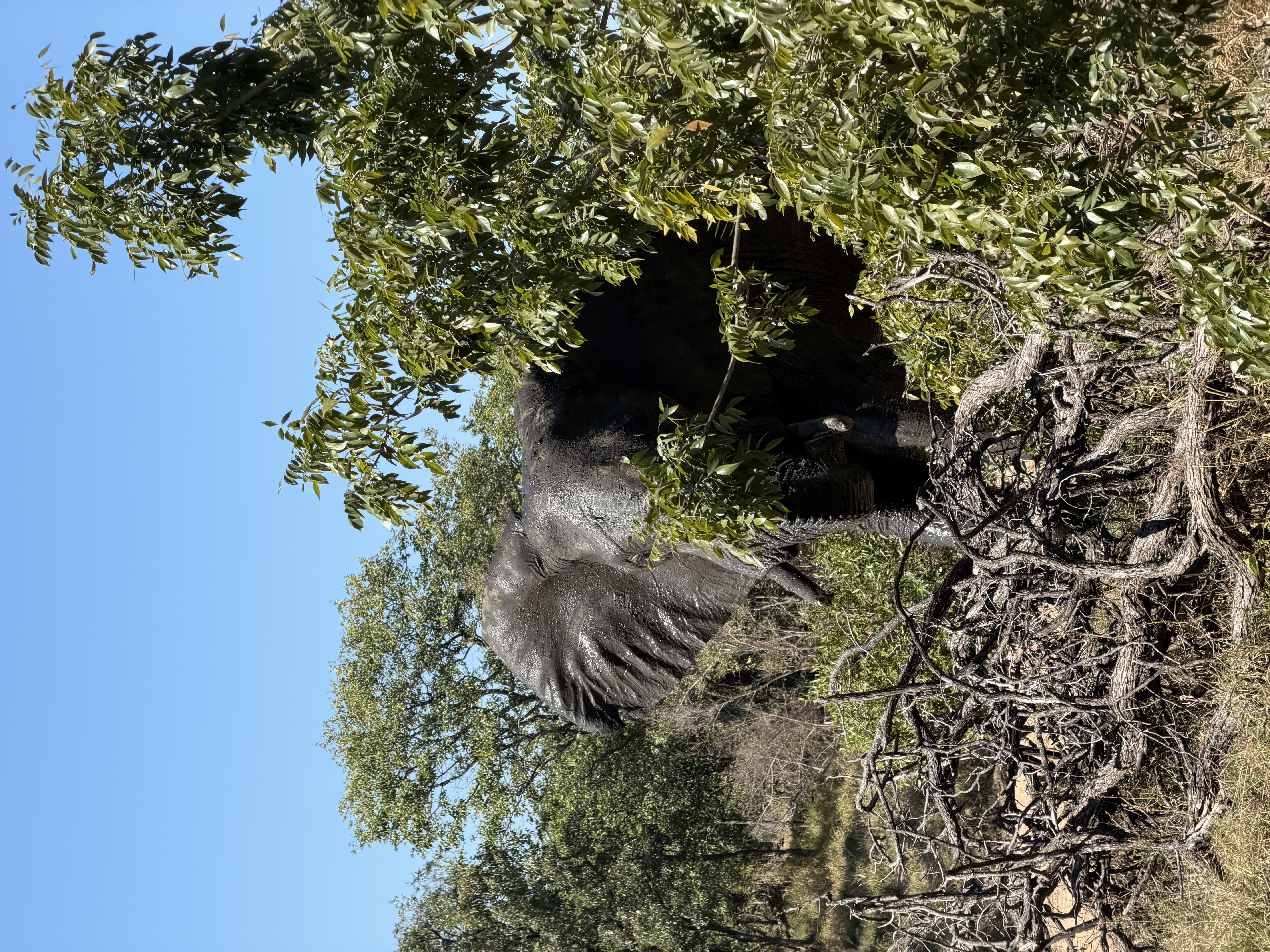 IMG_0790.jpeg