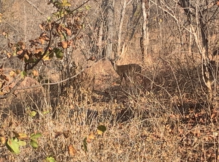 IMG_0807.jpeg