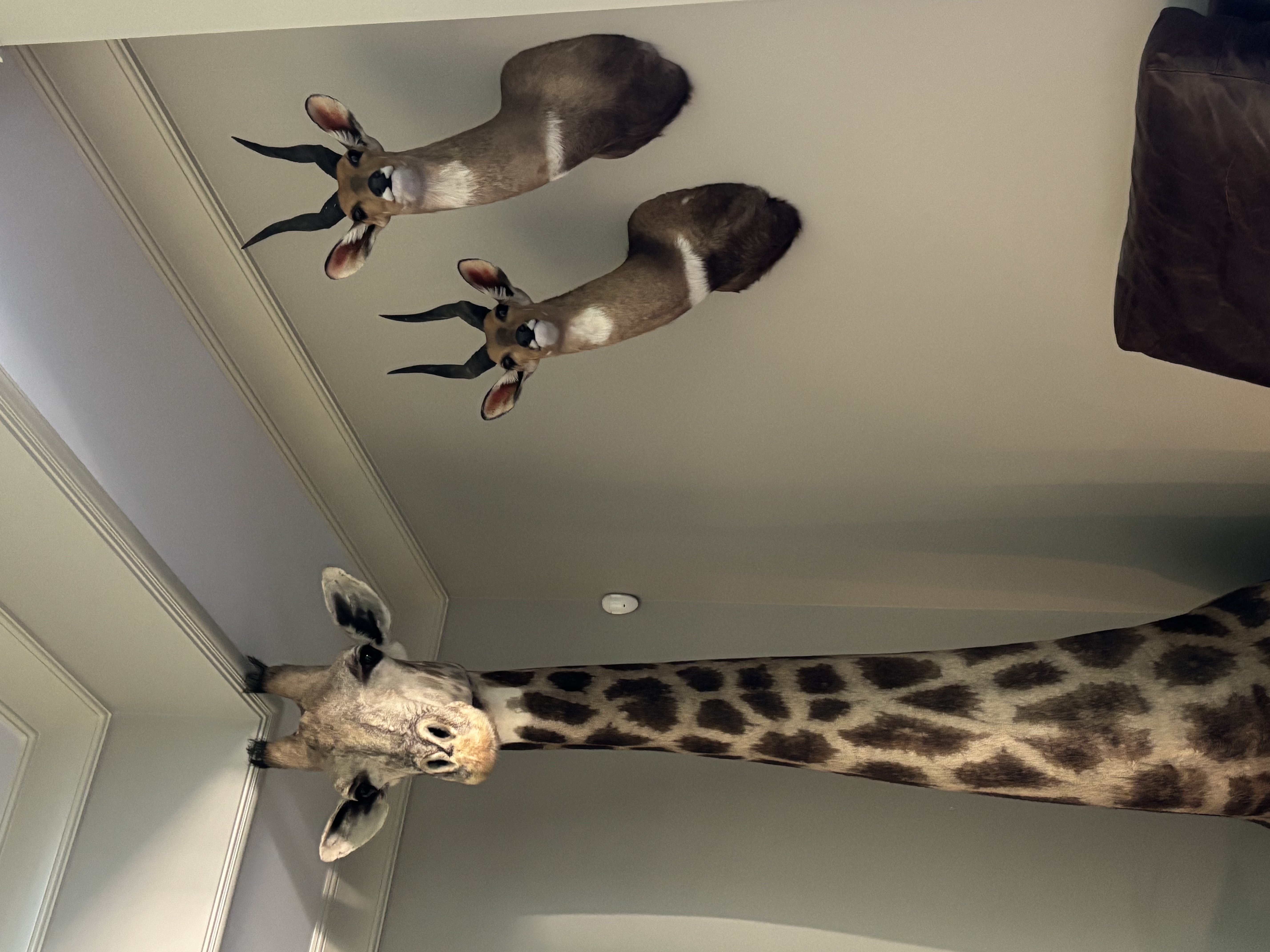 IMG_1097.jpeg