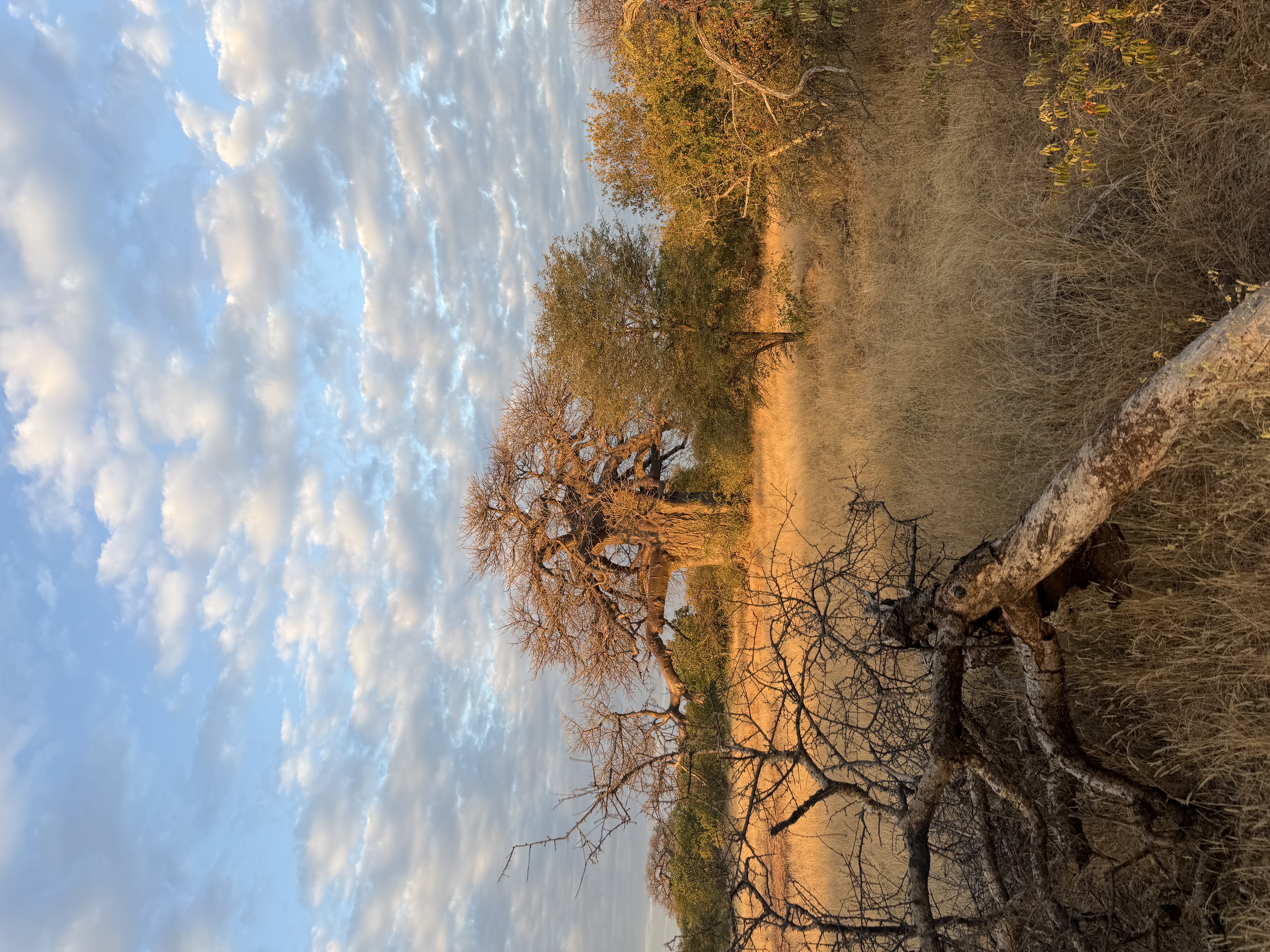 IMG_1097.jpeg