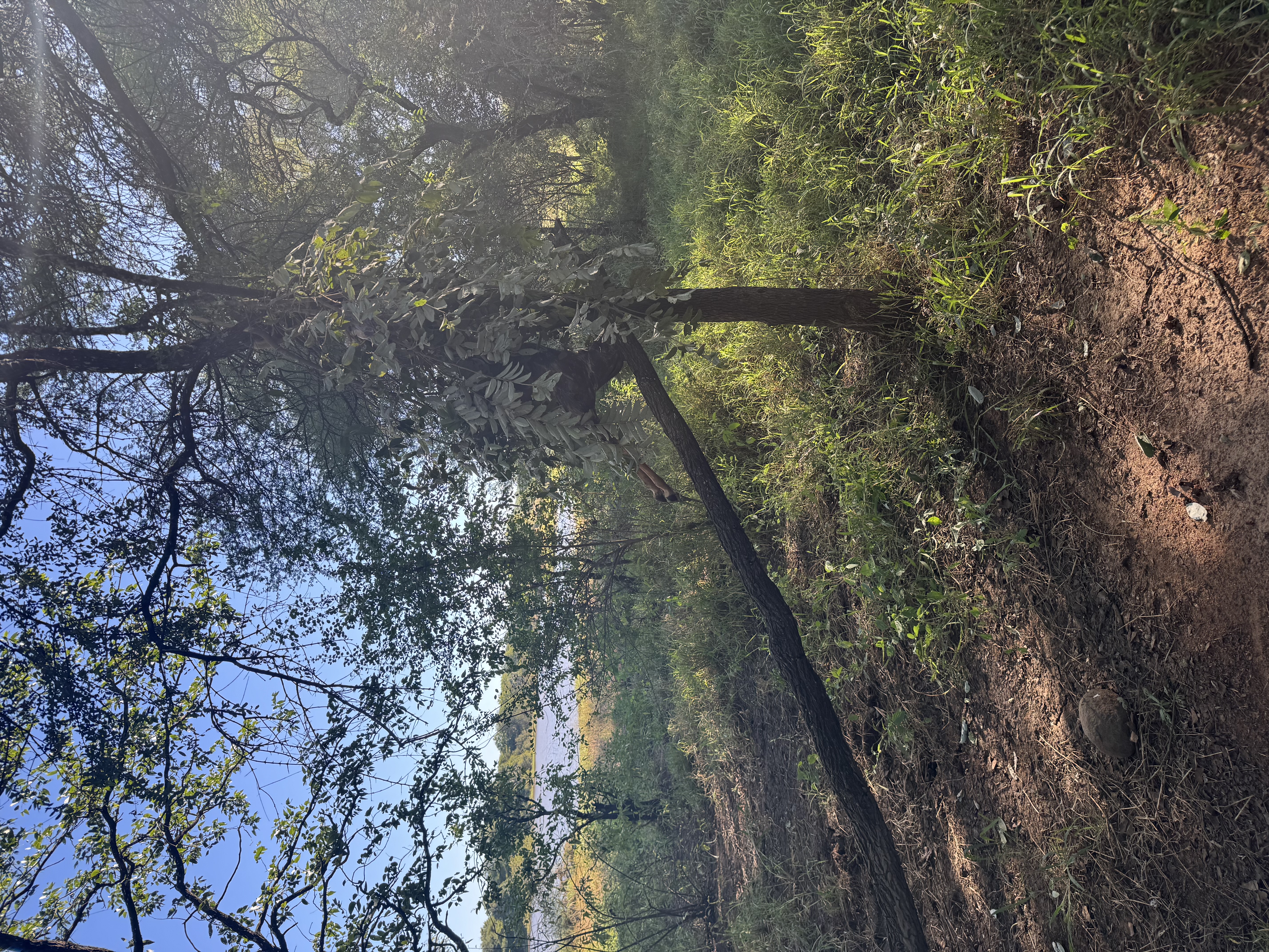IMG_1099.jpeg