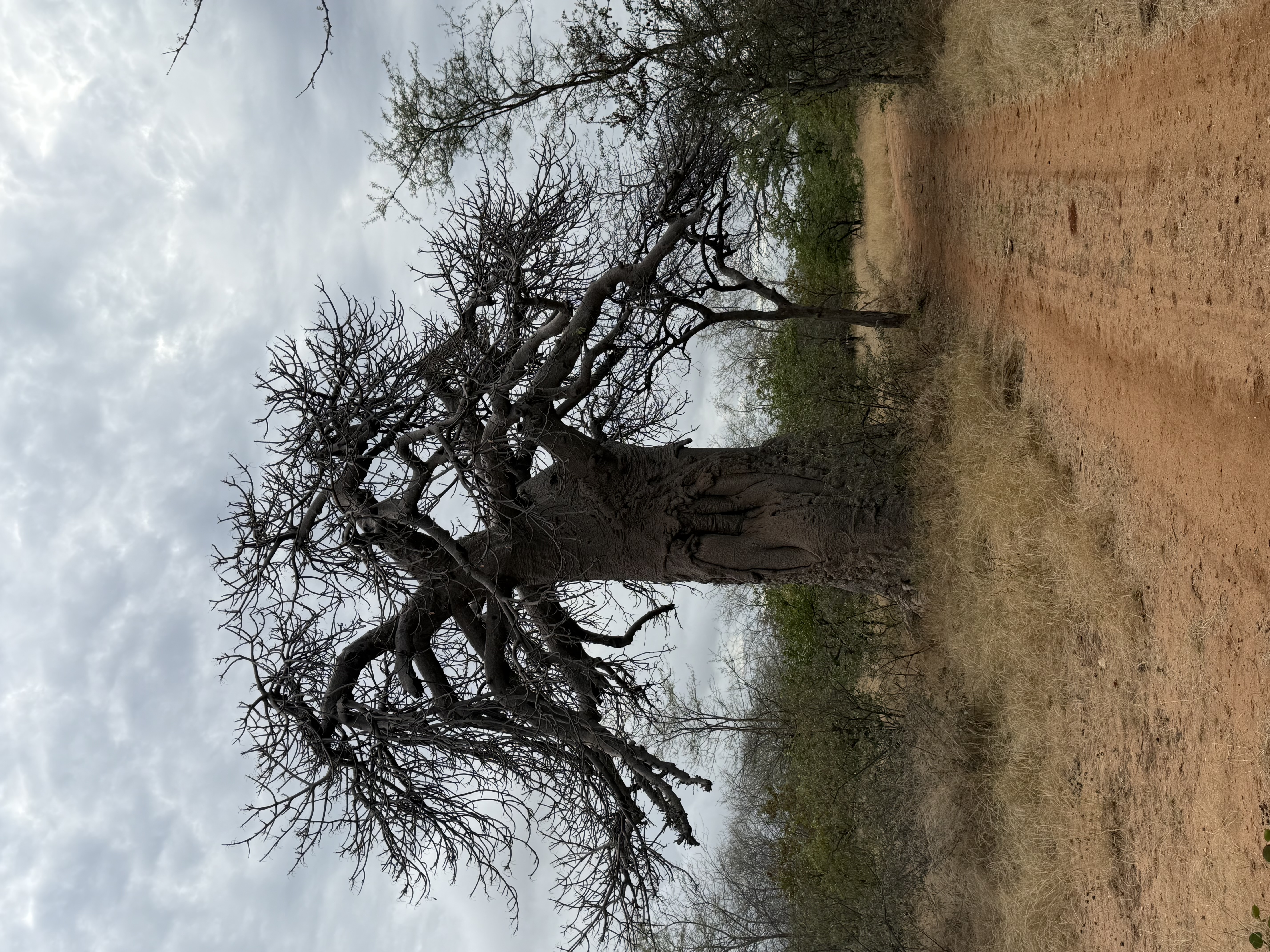 IMG_1212.jpeg