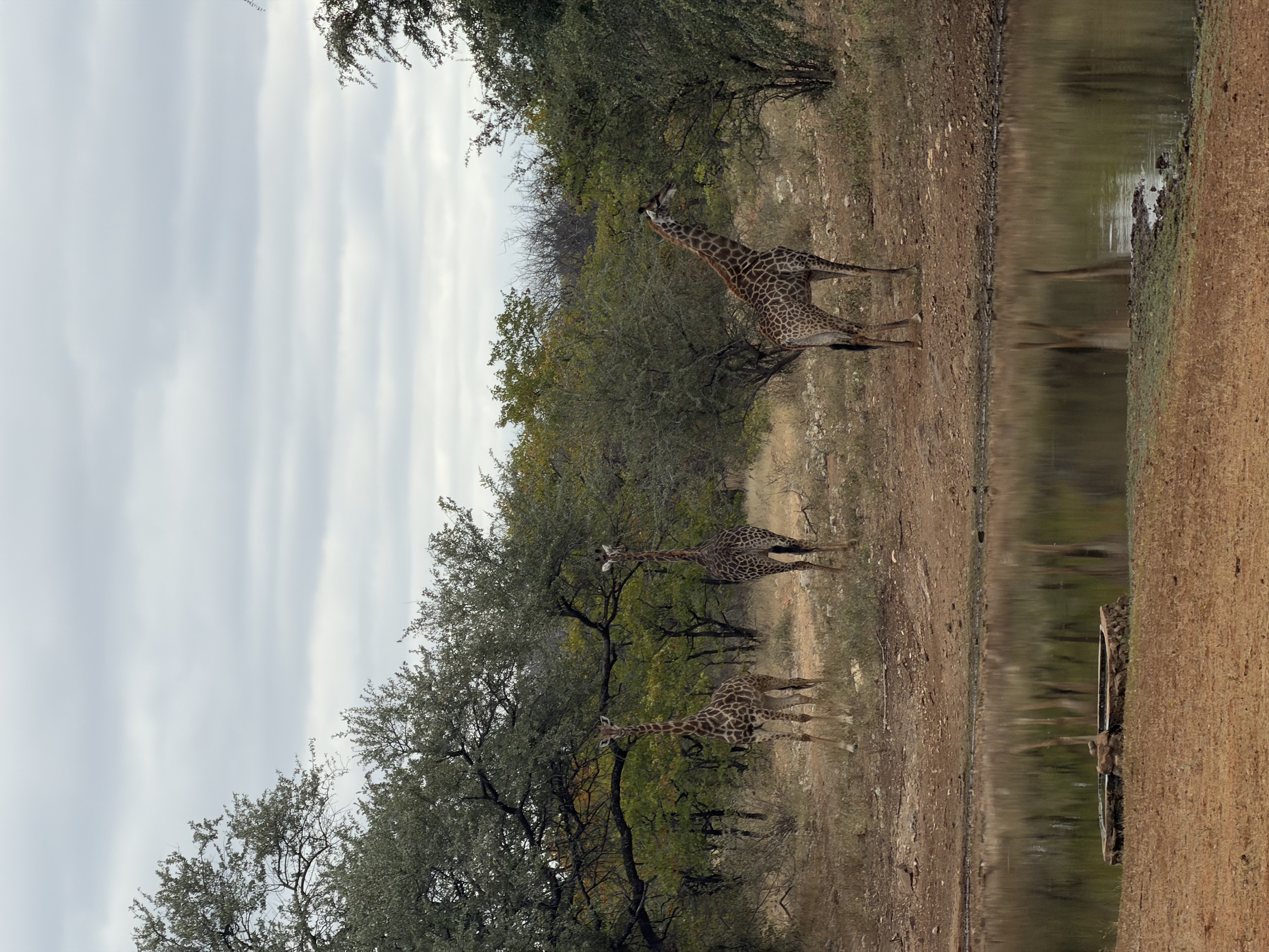 IMG_1280.jpeg