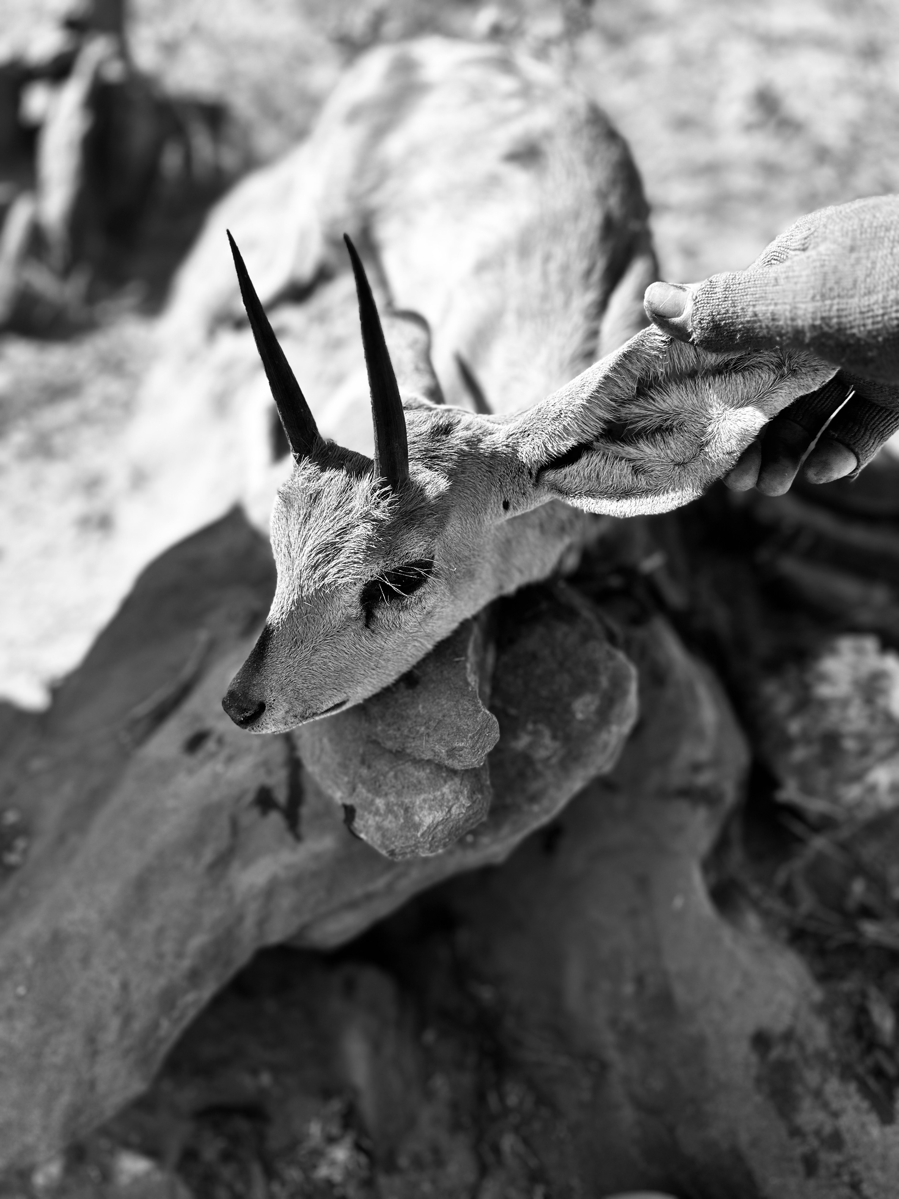 IMG_1398.jpeg