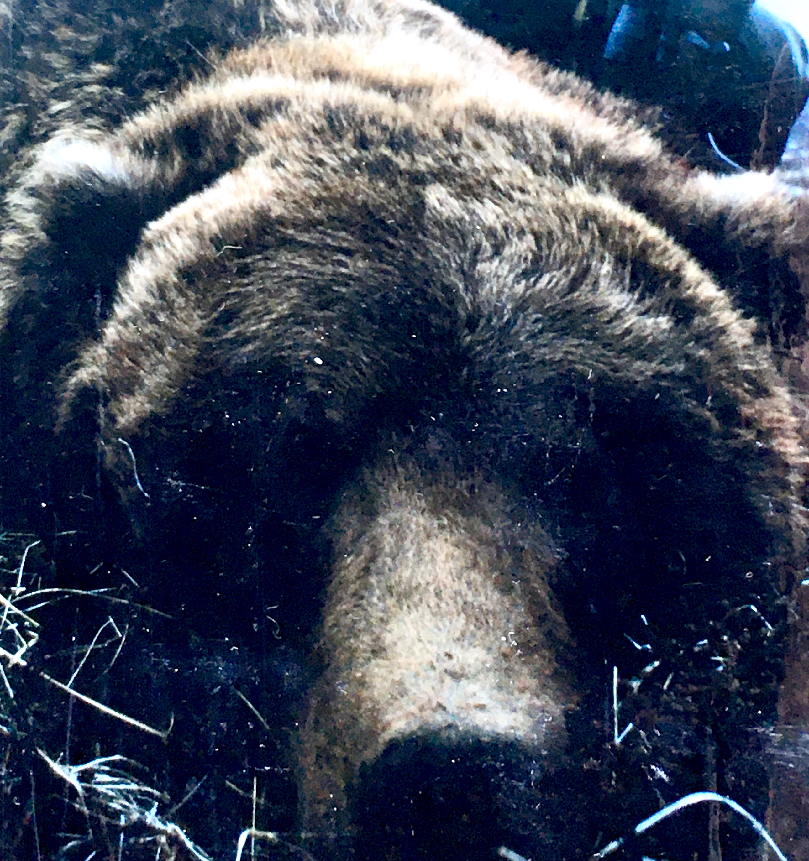 IMG_1443.jpeg