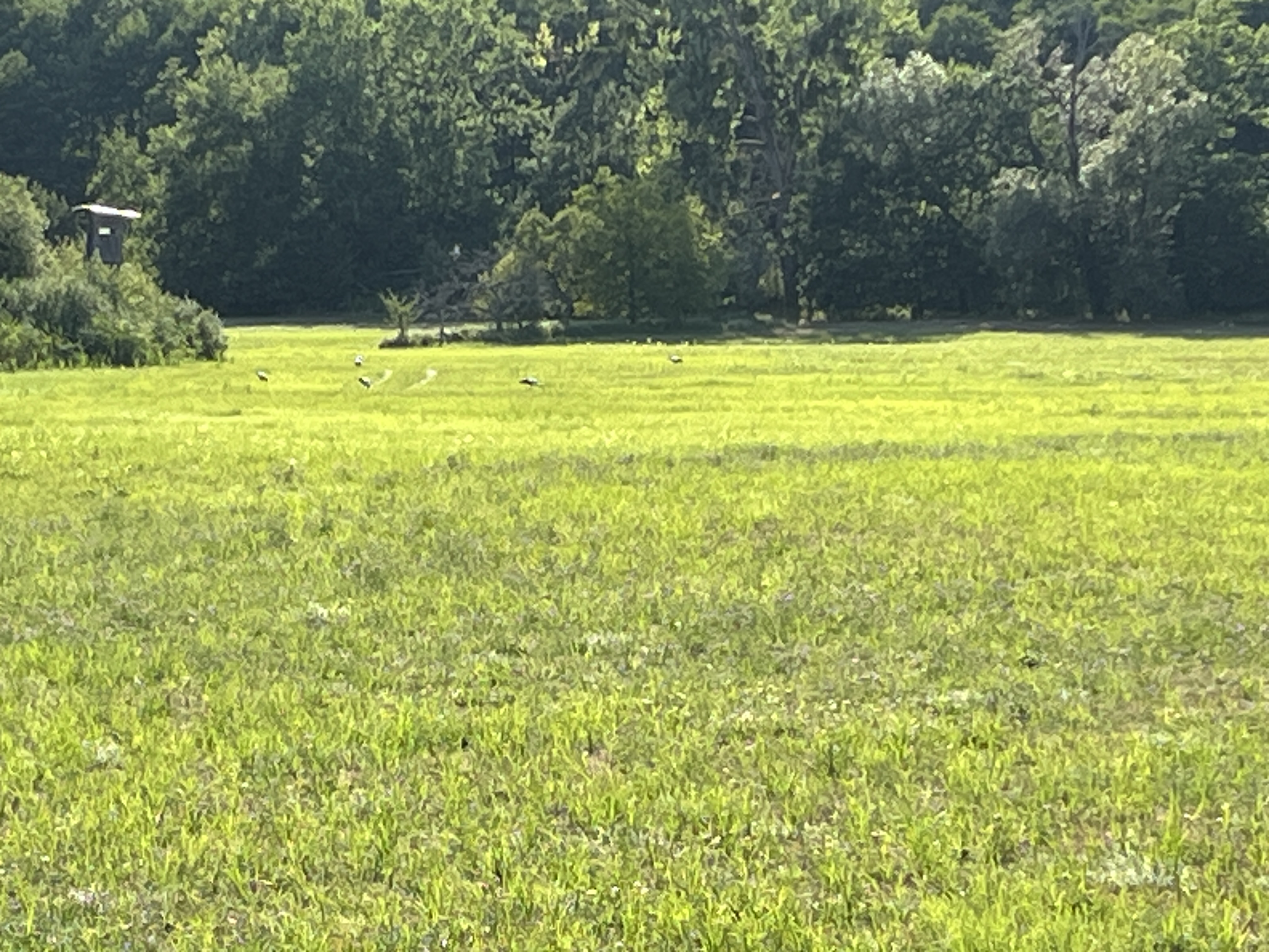 IMG_1511.jpeg