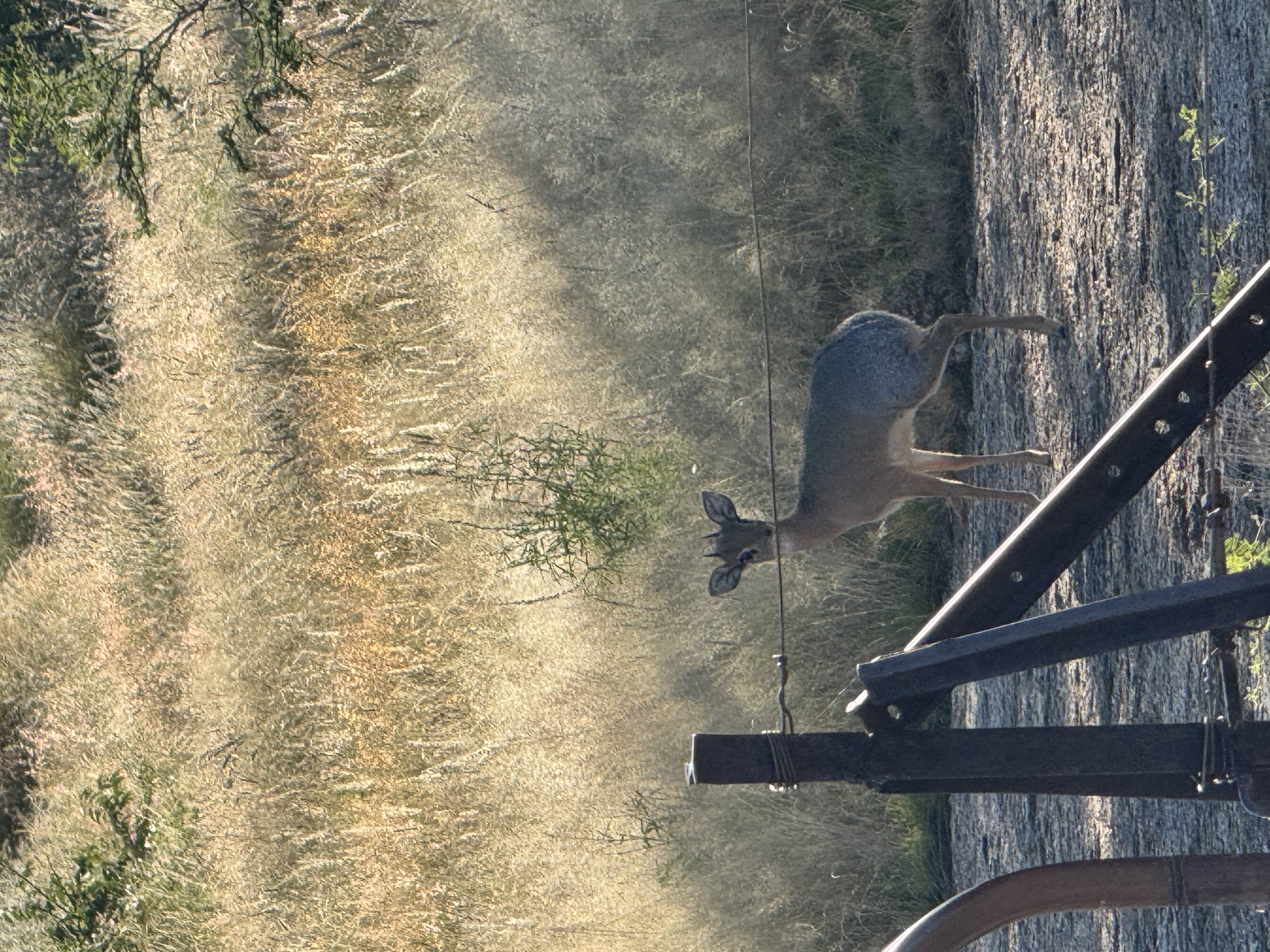 IMG_1802.jpeg
