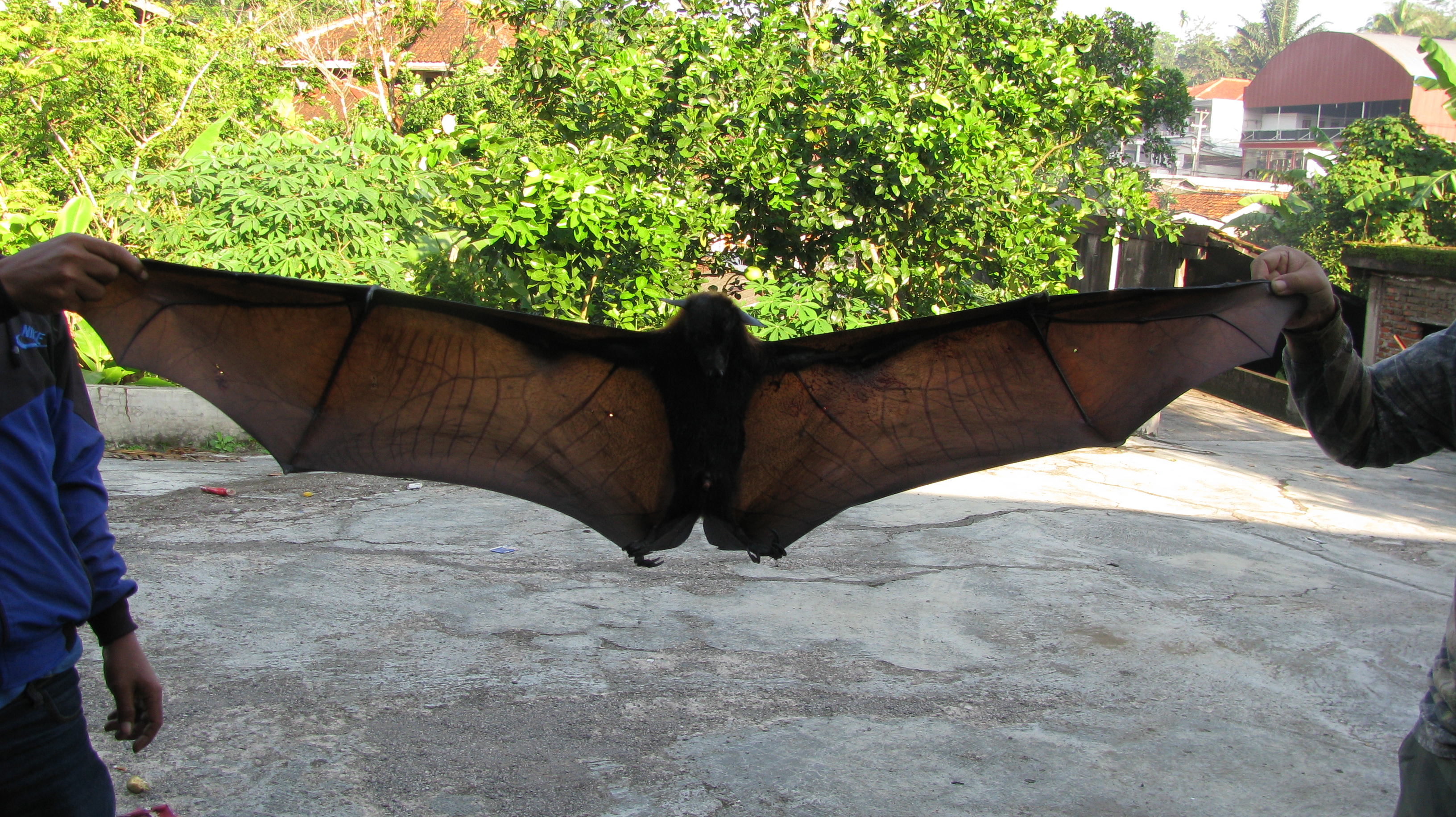 Unusual/Deformed/Freak Species Pictures Page 3