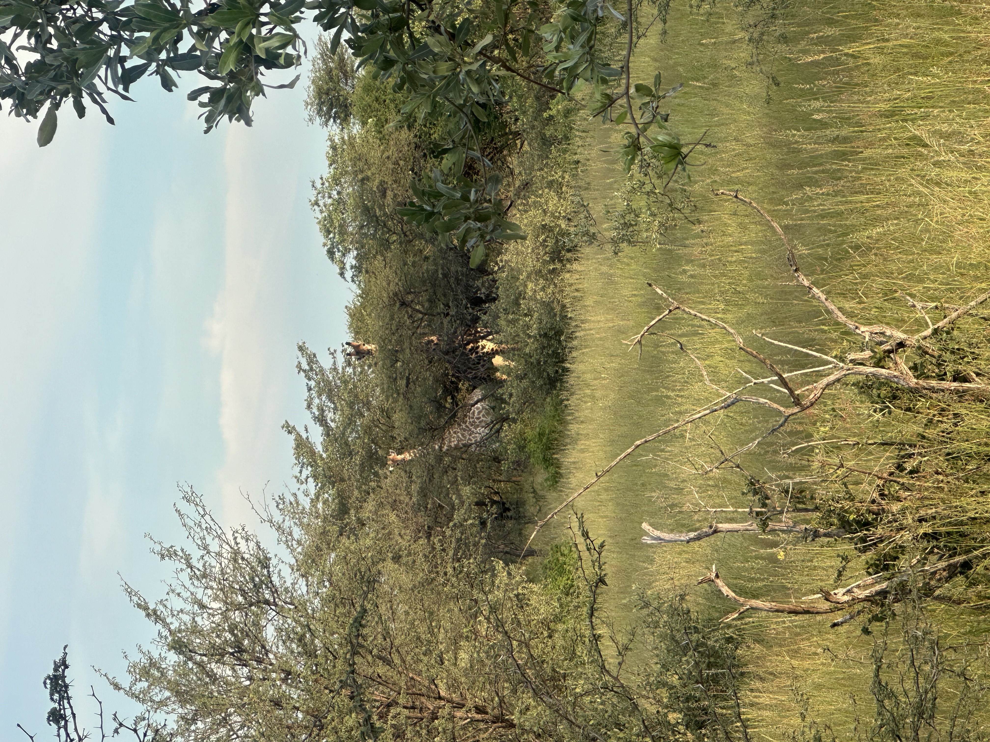 IMG_1911.jpeg