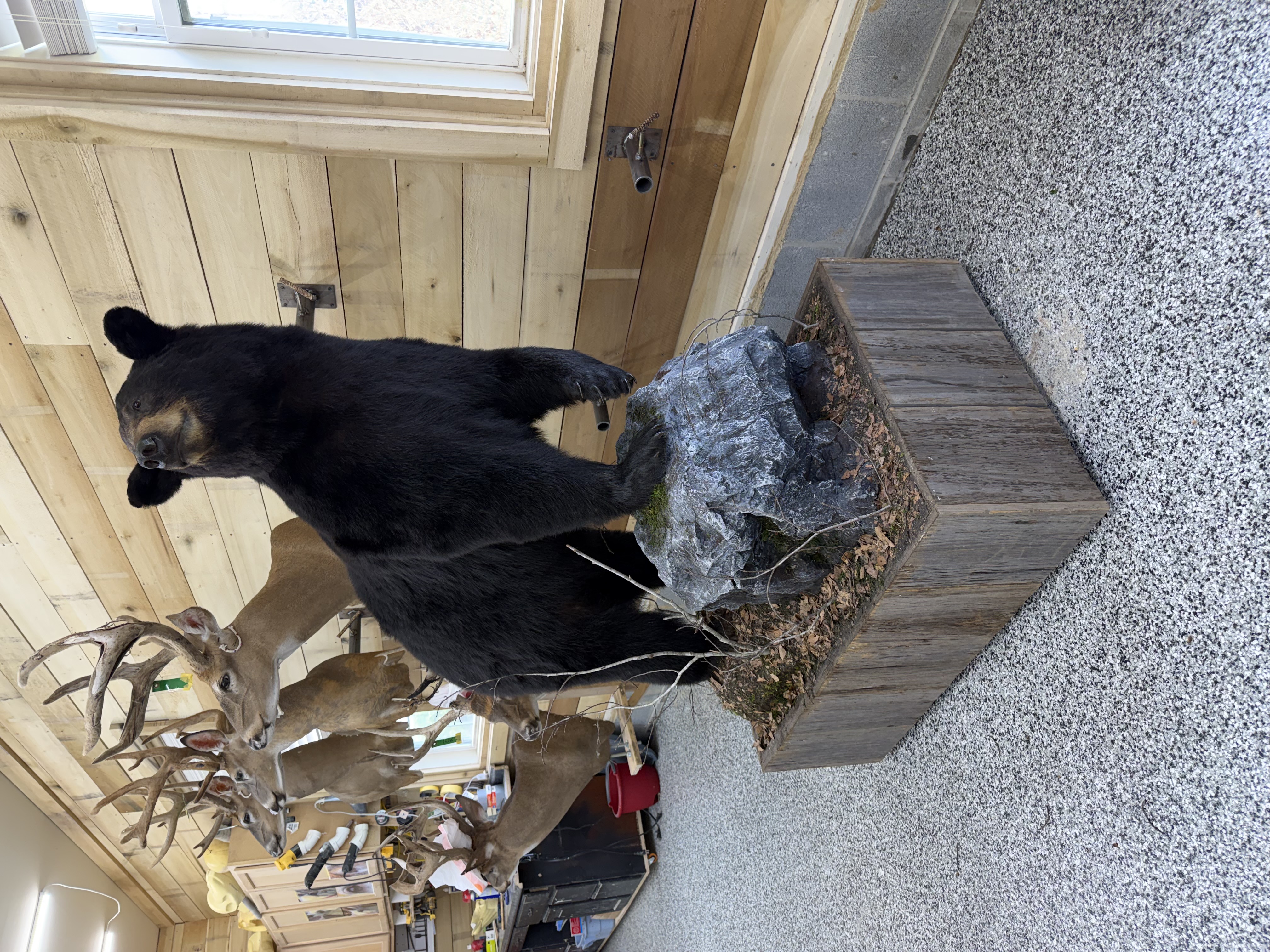 IMG_2208.jpeg
