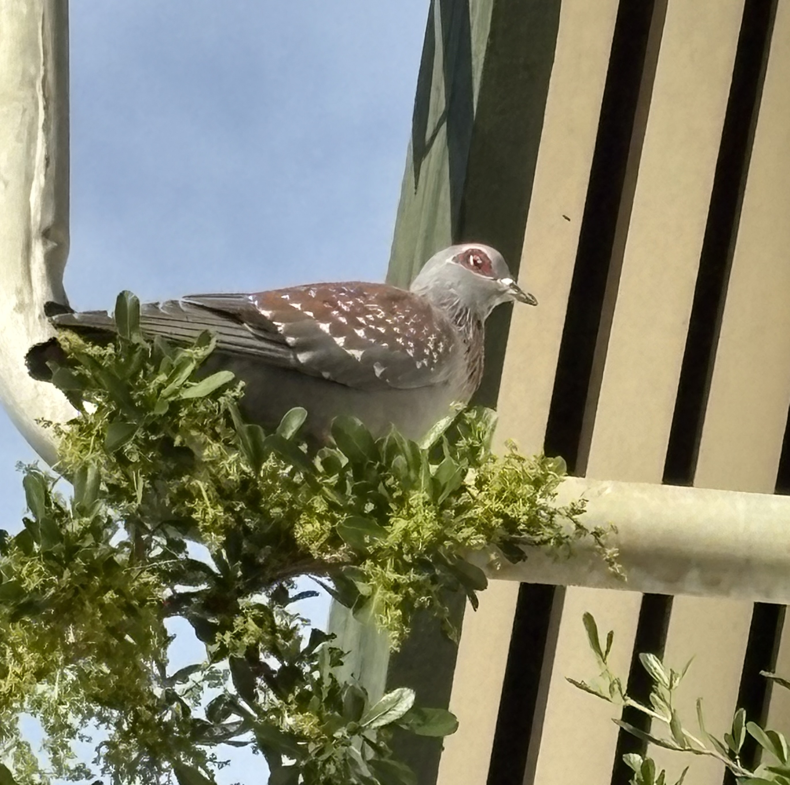 IMG_2583.jpeg