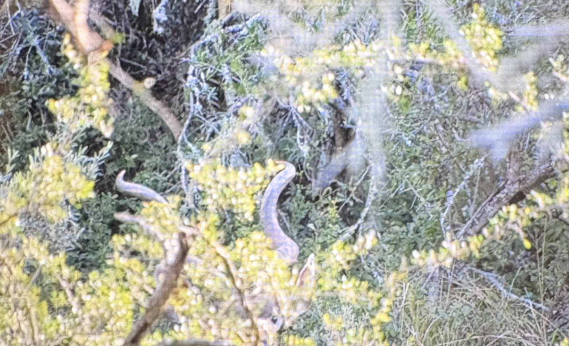 IMG_2652.jpeg