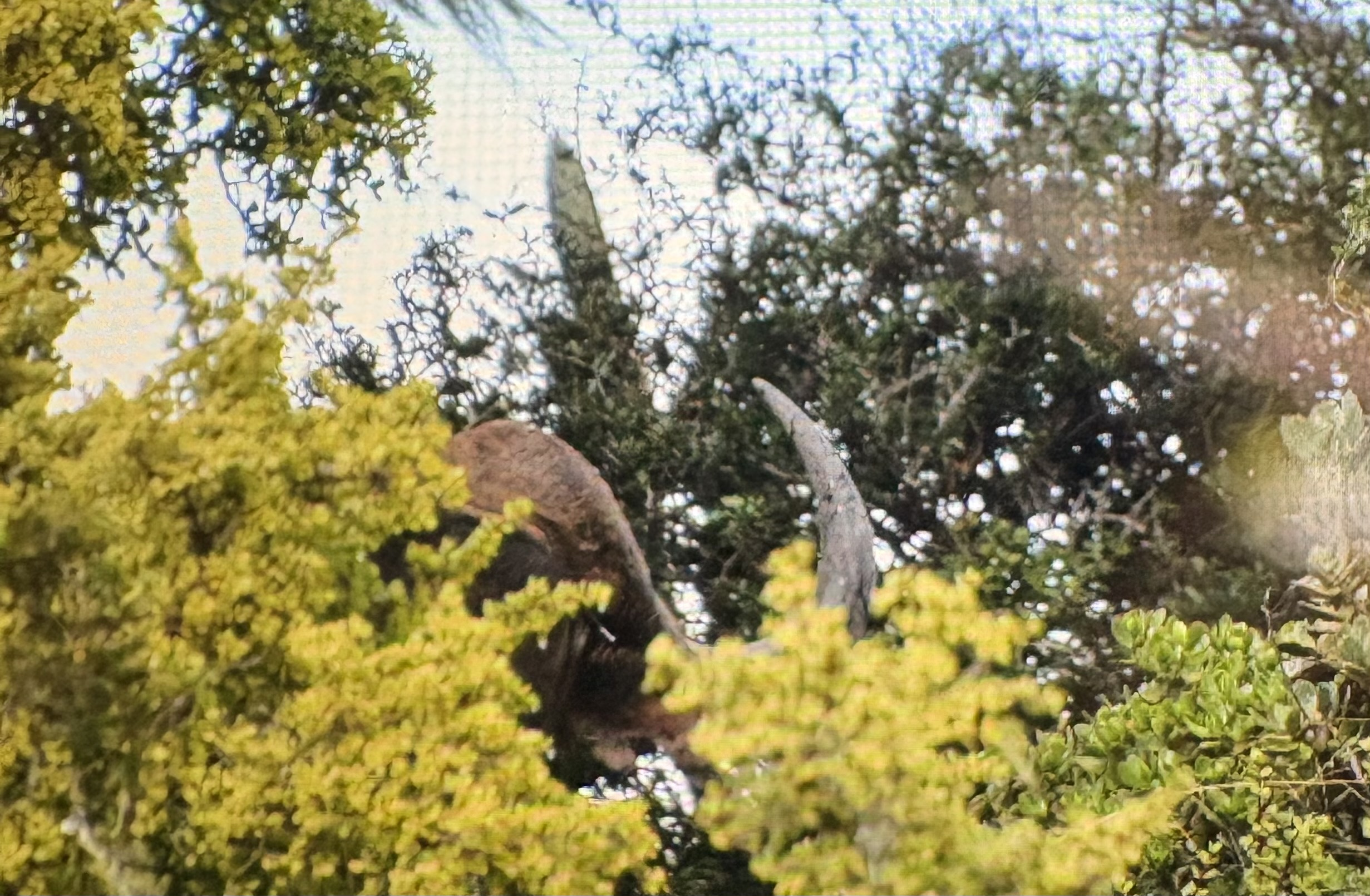 IMG_2654.jpeg