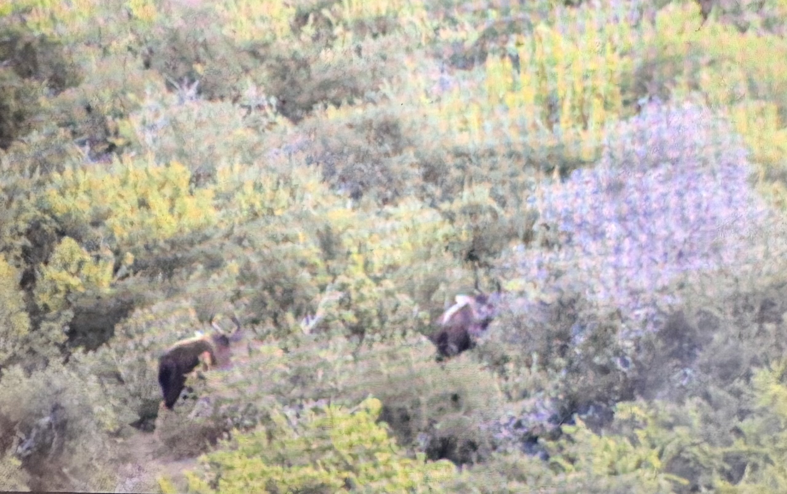 IMG_2688.jpeg
