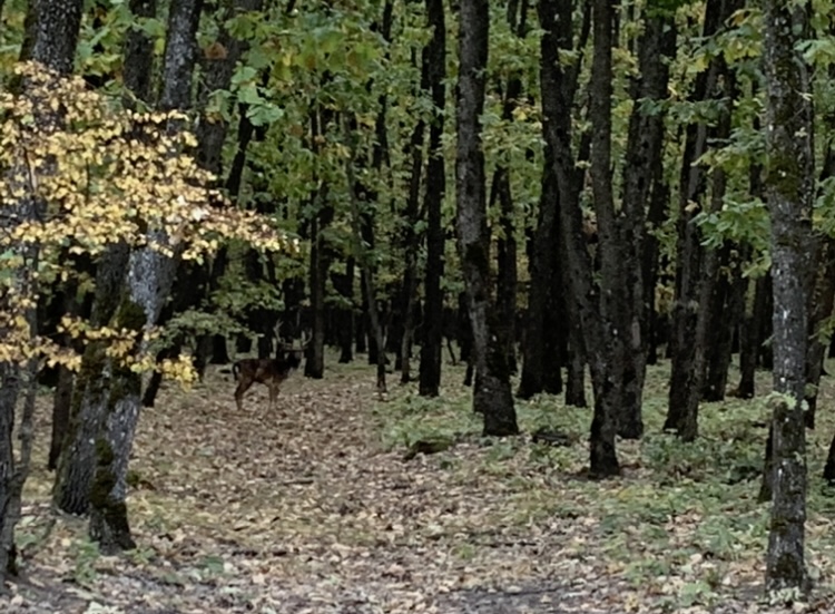 IMG_2715.jpeg