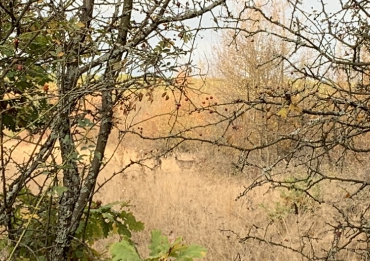 IMG_2716.jpeg