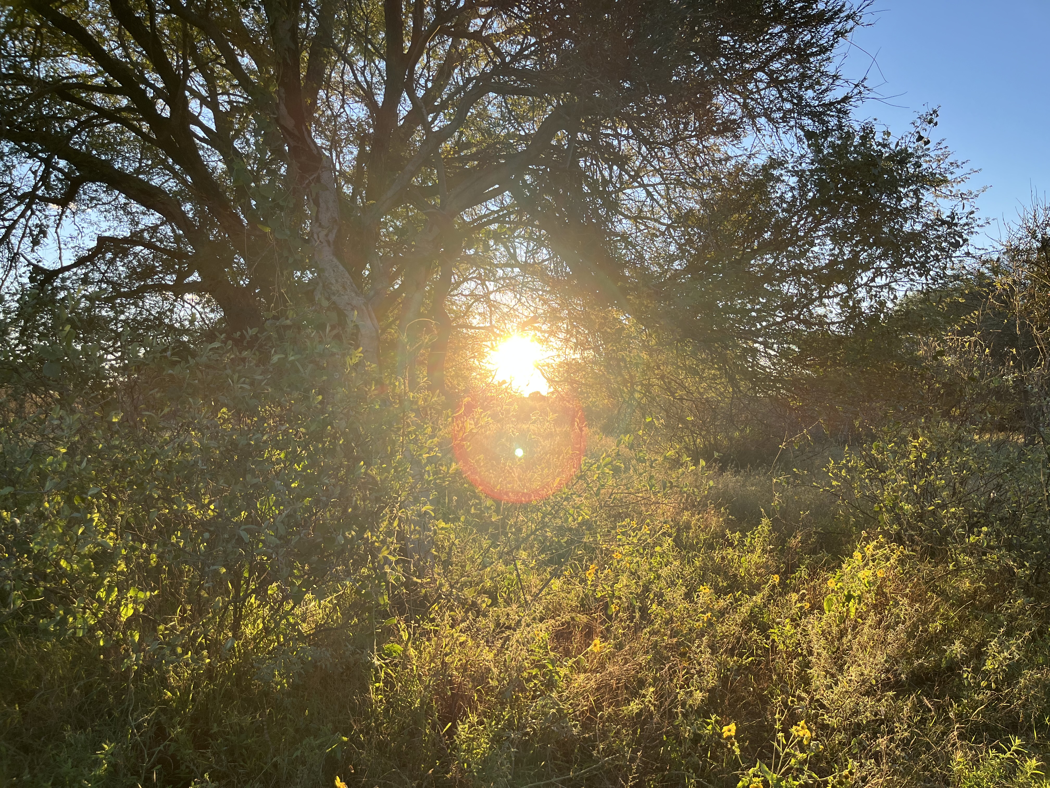IMG_2937.jpeg