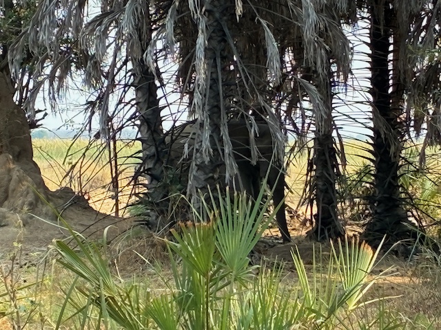 IMG_3053.jpeg