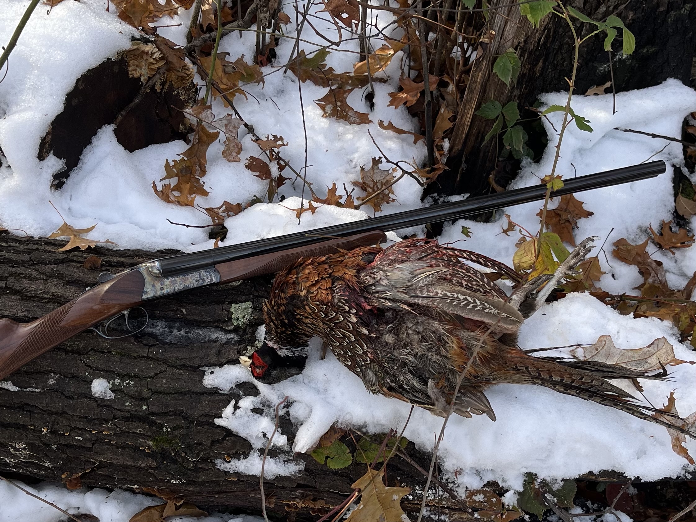 IMG_3451.jpeg IMG_3451.jpeg