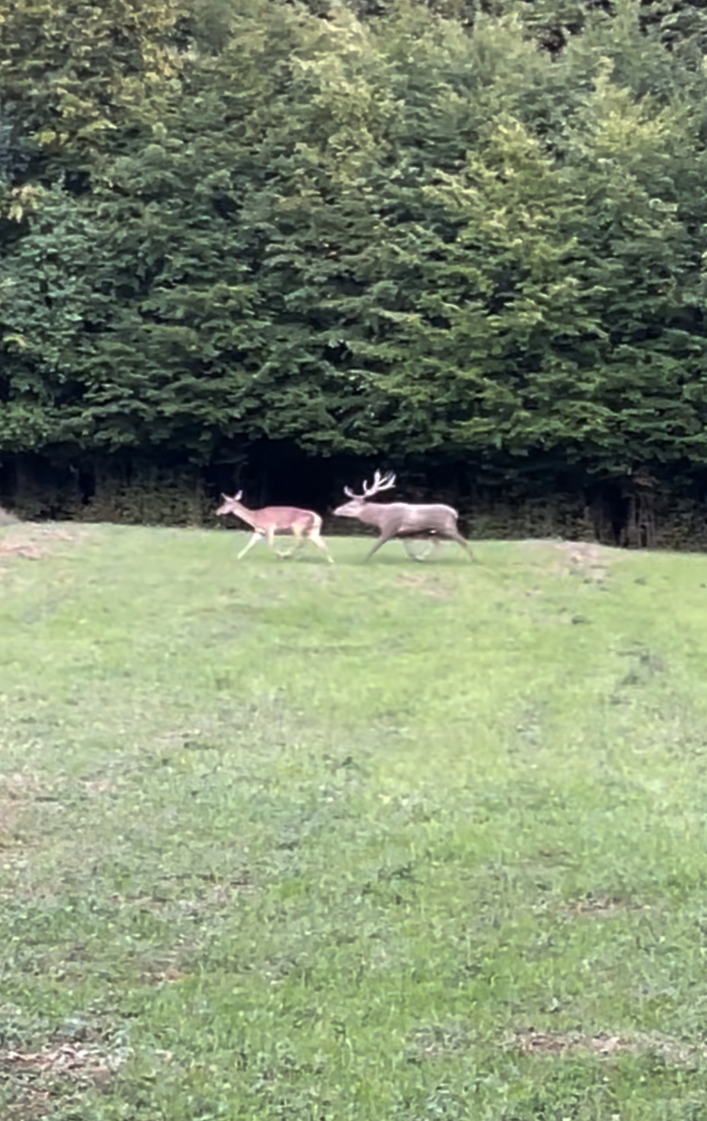 IMG_3717.jpeg