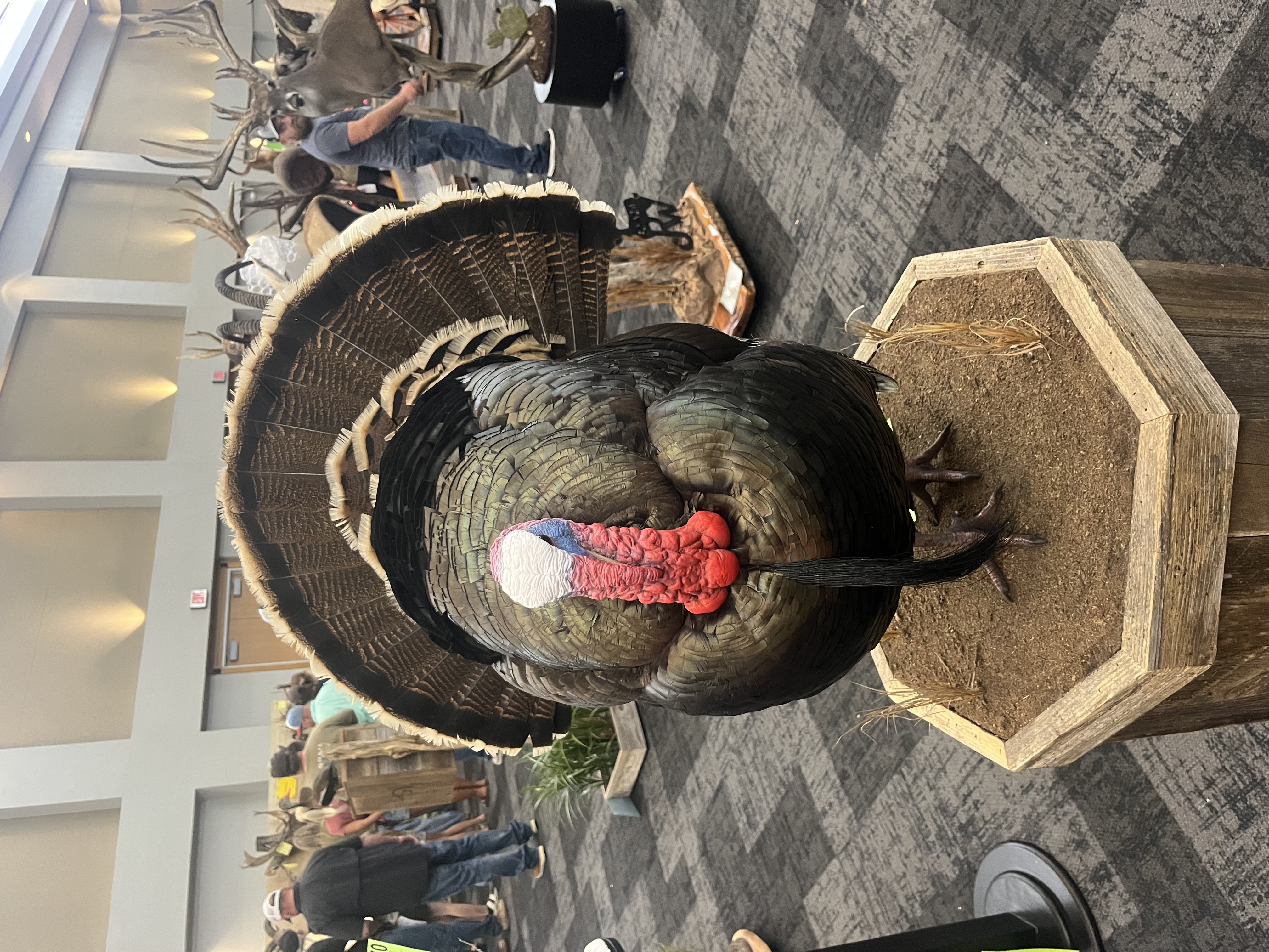 IMG_4100.jpeg