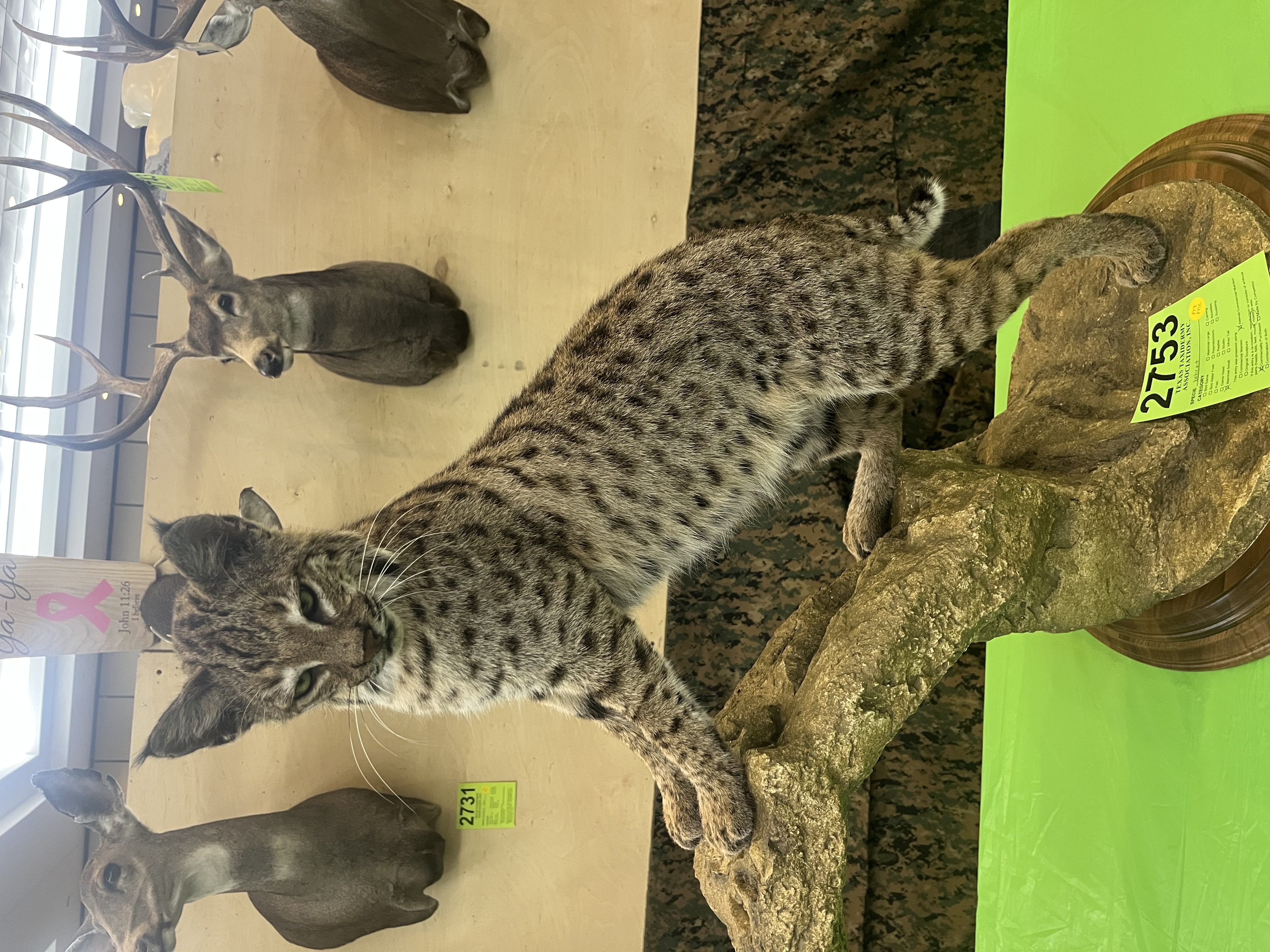 IMG_4104.jpeg