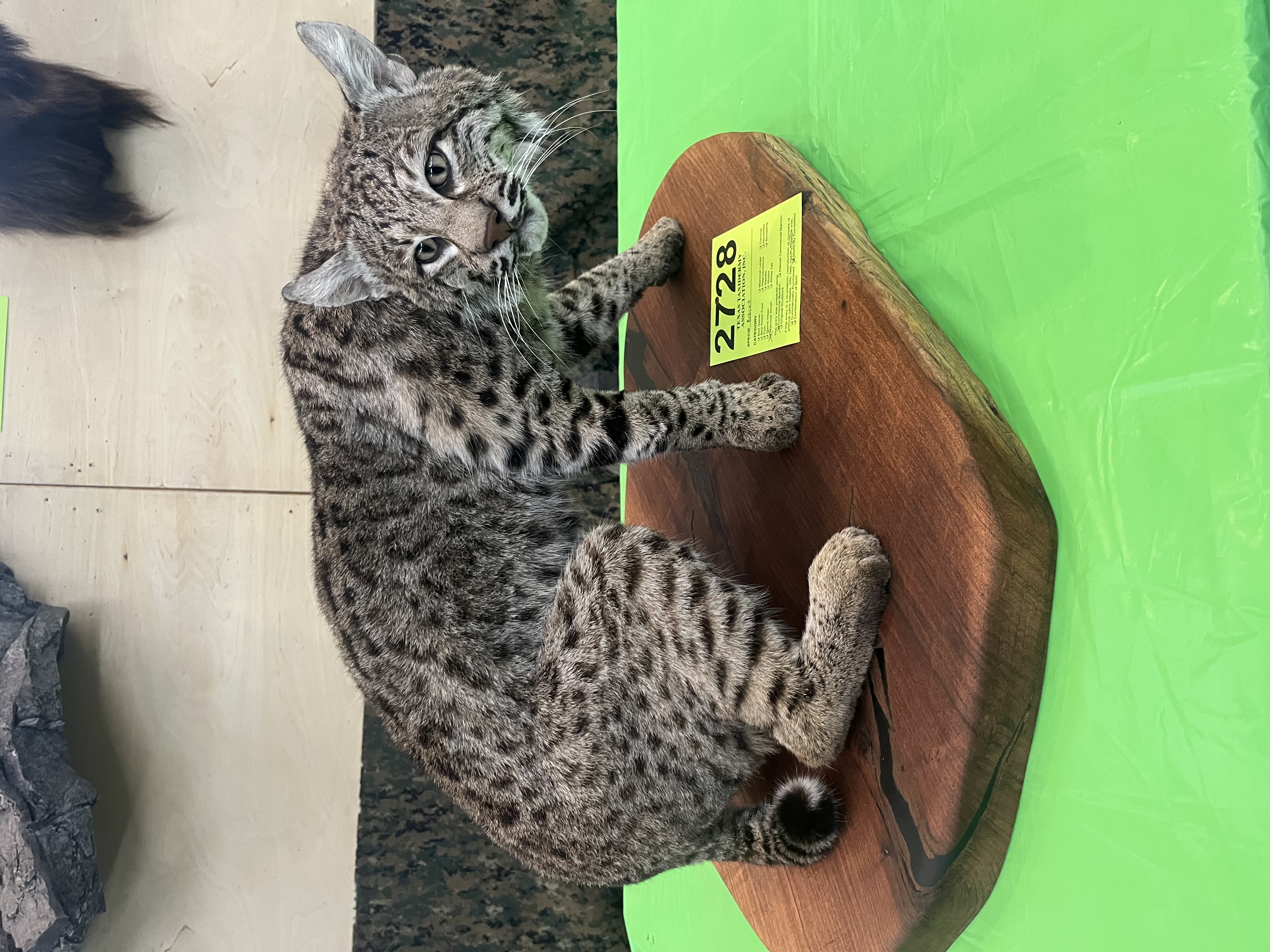 IMG_4106.jpeg