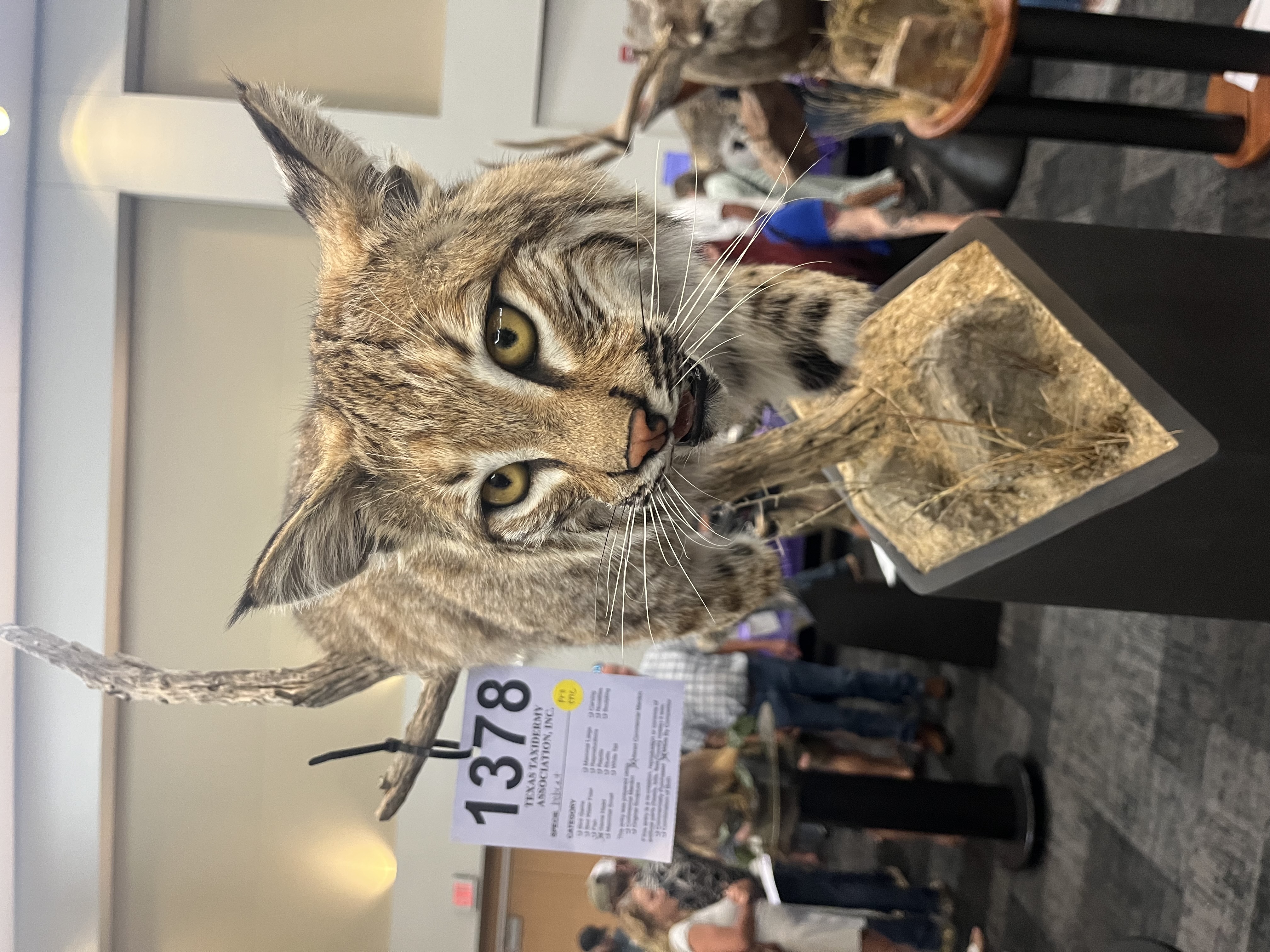 IMG_4126.jpeg