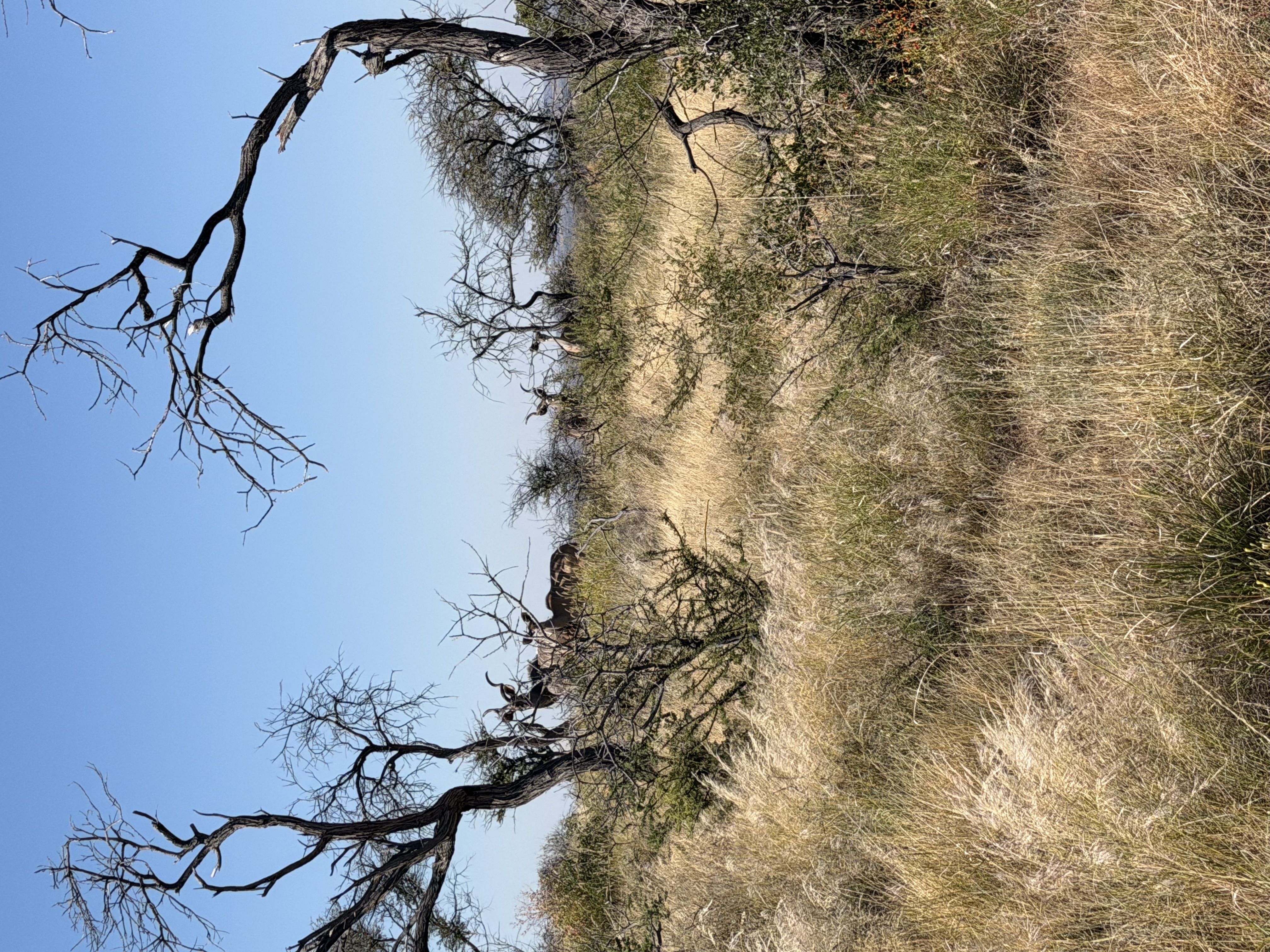 IMG_4154.jpeg