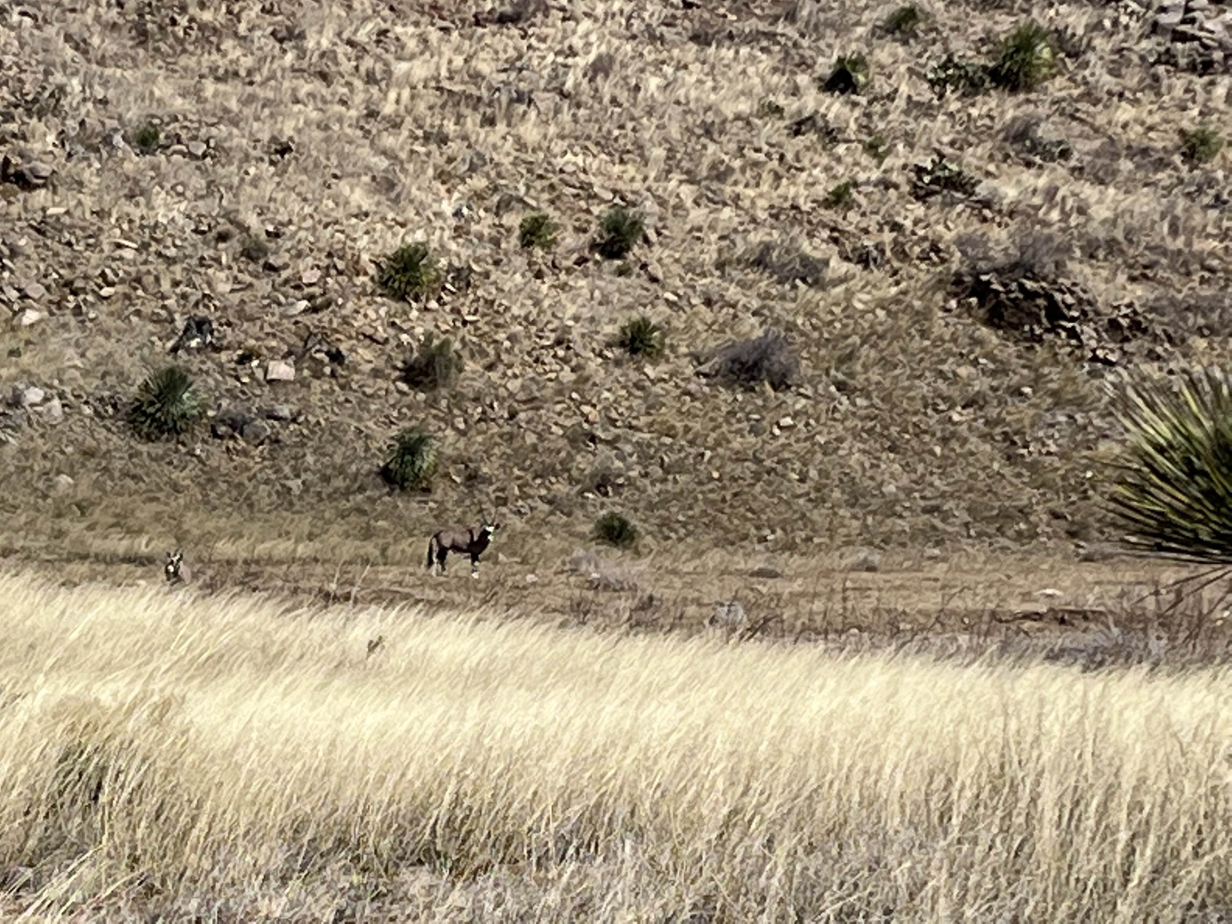 IMG_4501.jpeg