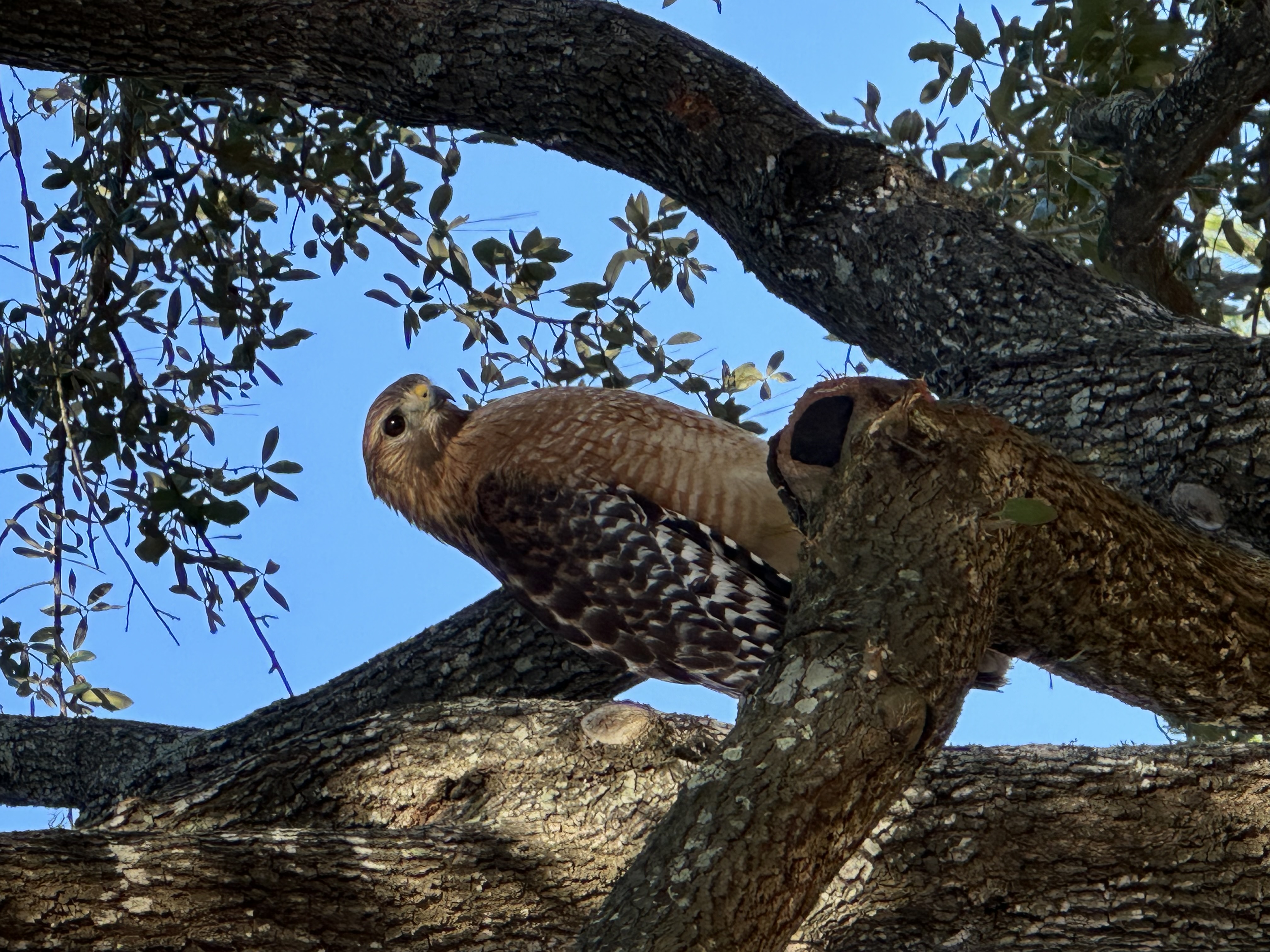 IMG_4563.jpeg